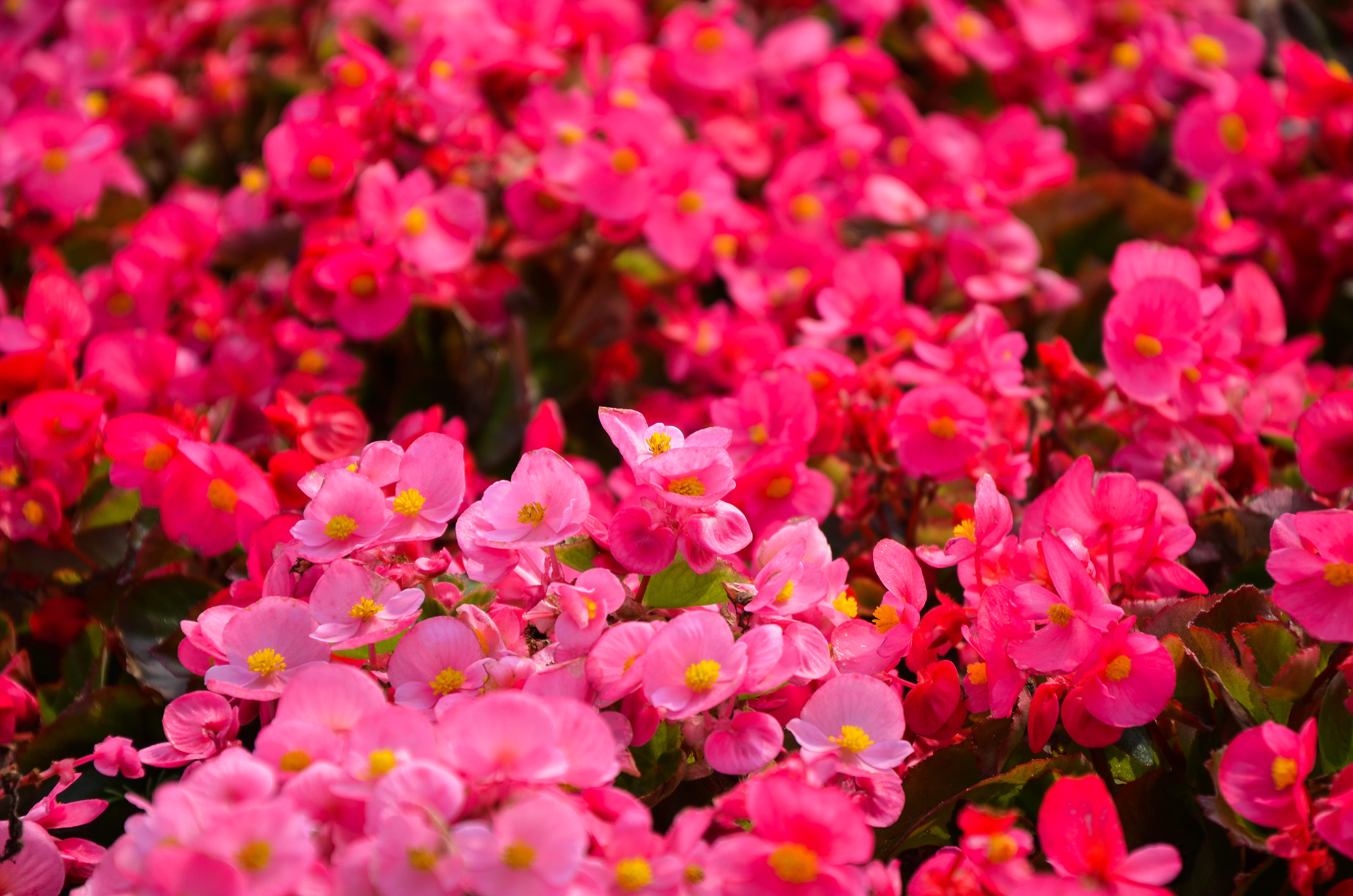 Christmas begonia