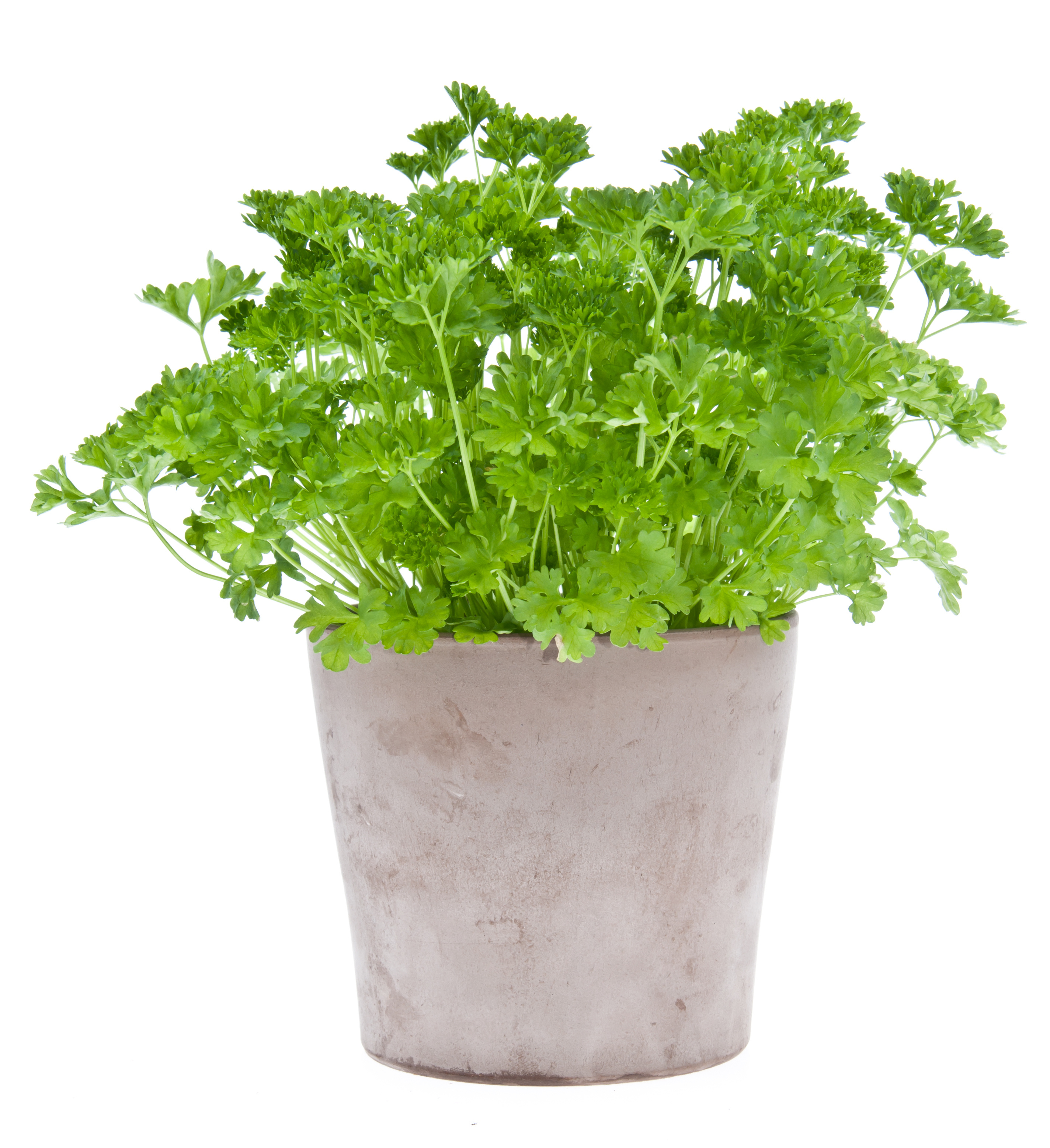 The Best Way to Water Your Parsley