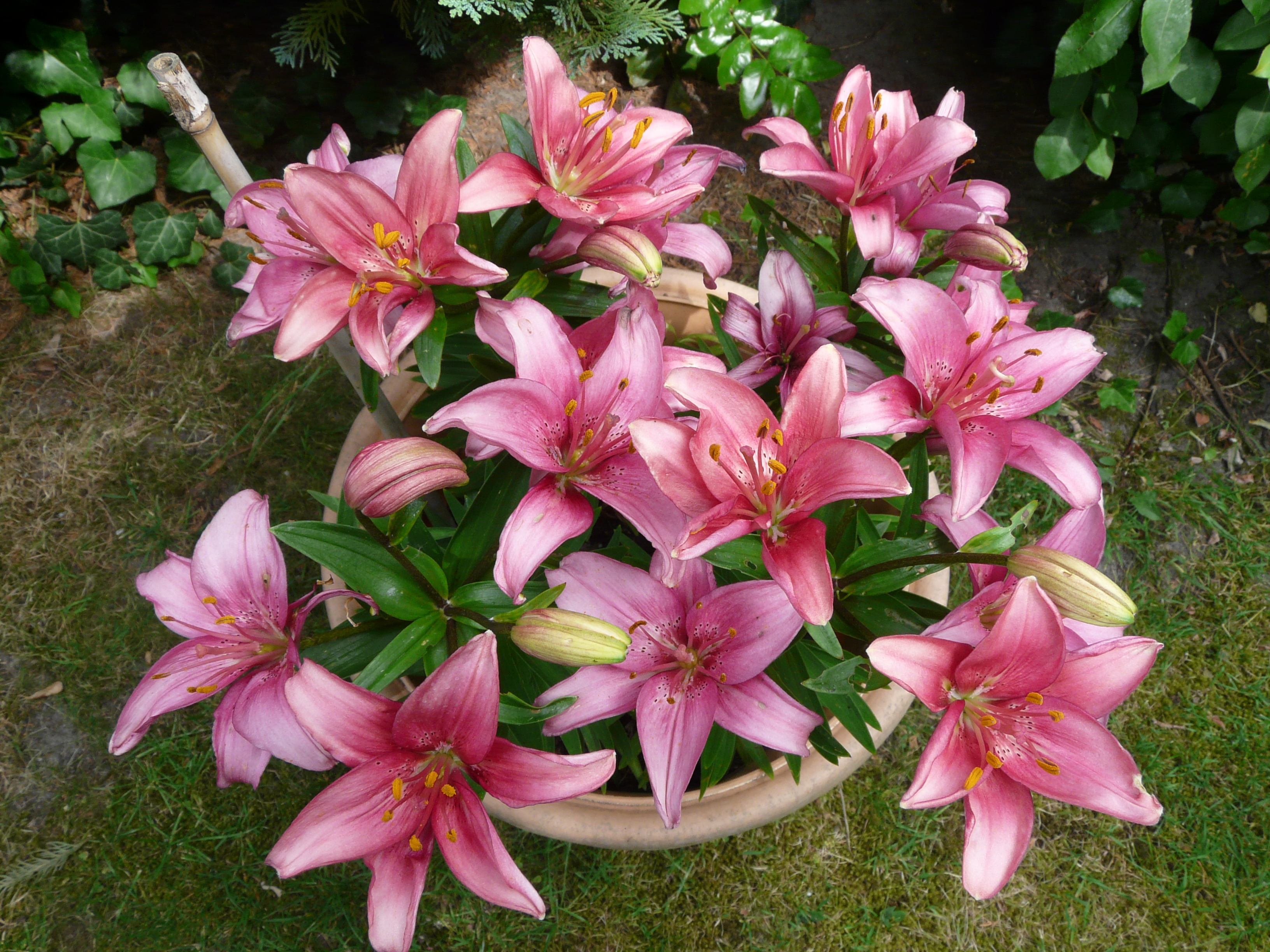 Lilium 2