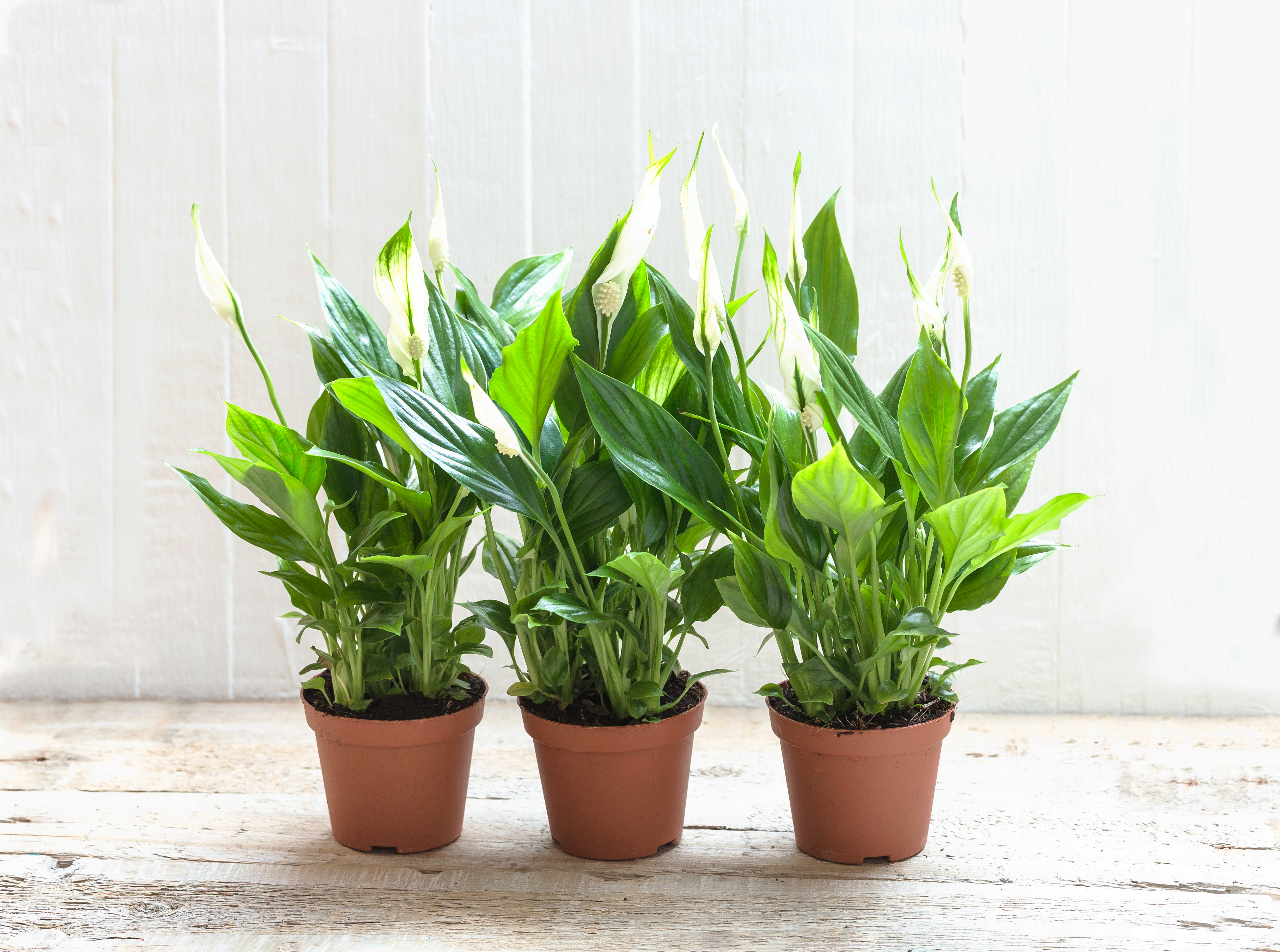 The best way to repot your Peace lily