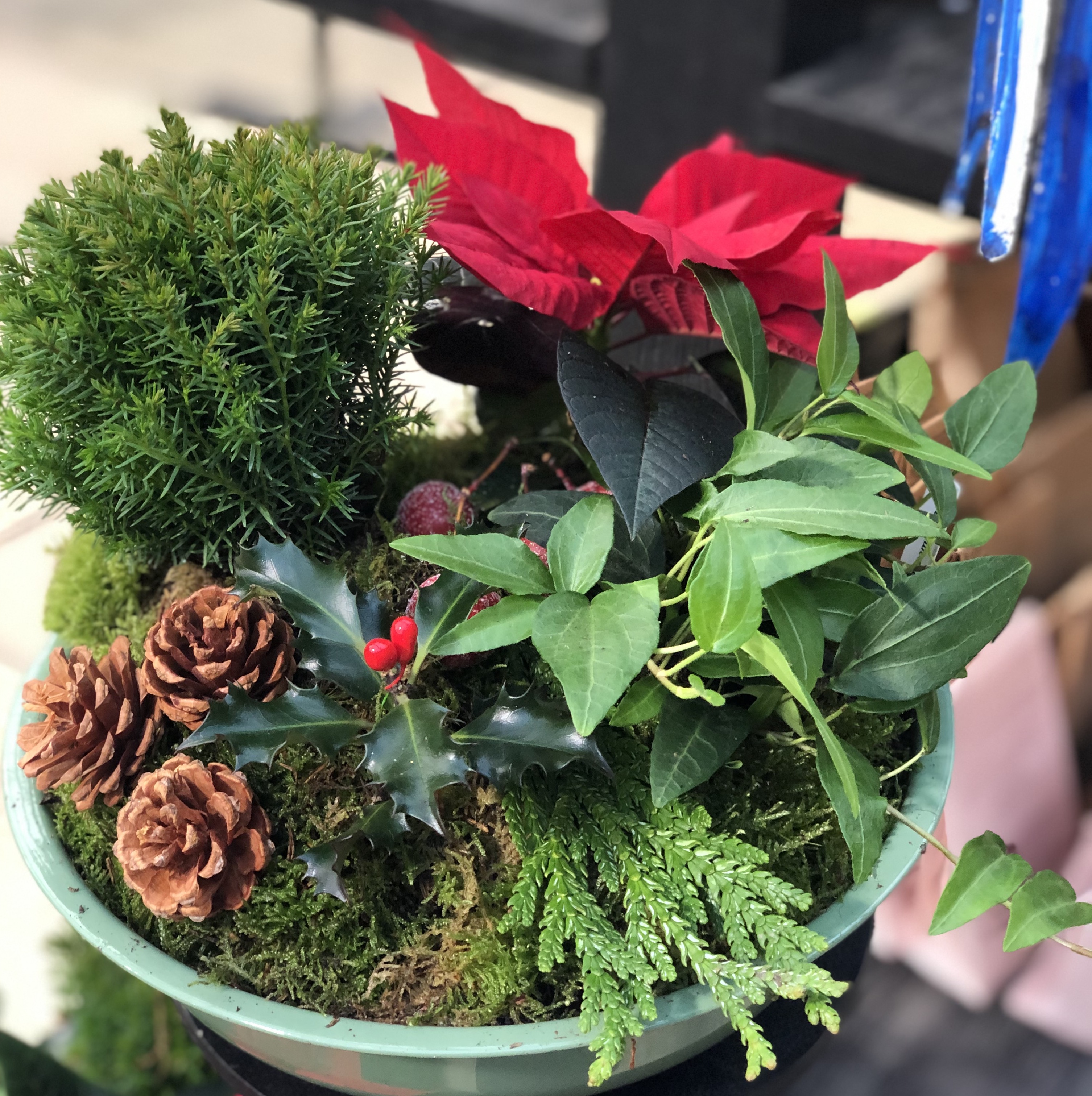 Pom Pom Christmas Tour with Plants, Plants and More Plants