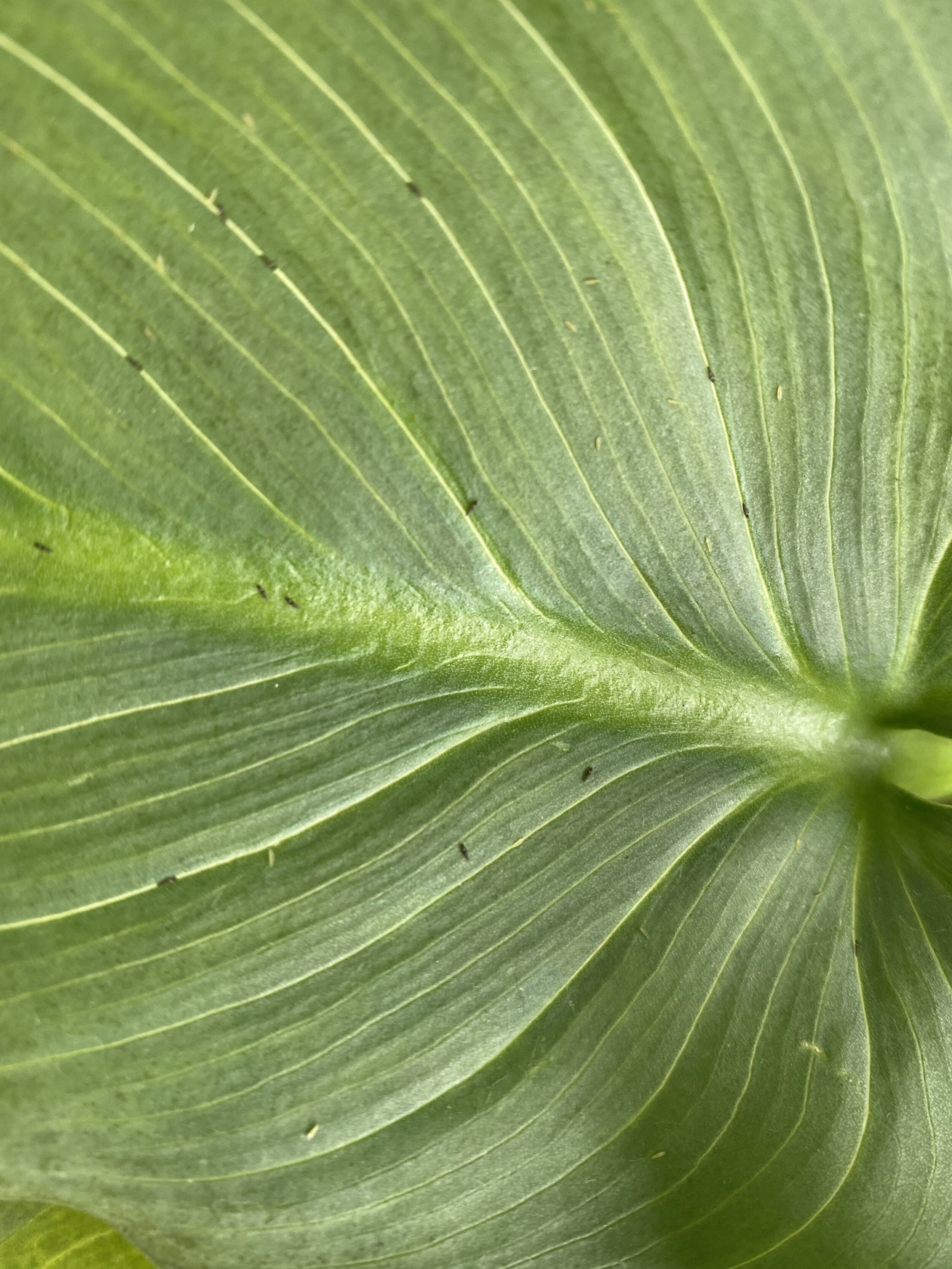 Greenery Unlimited  How to treat Thrips on Indoor Houseplants