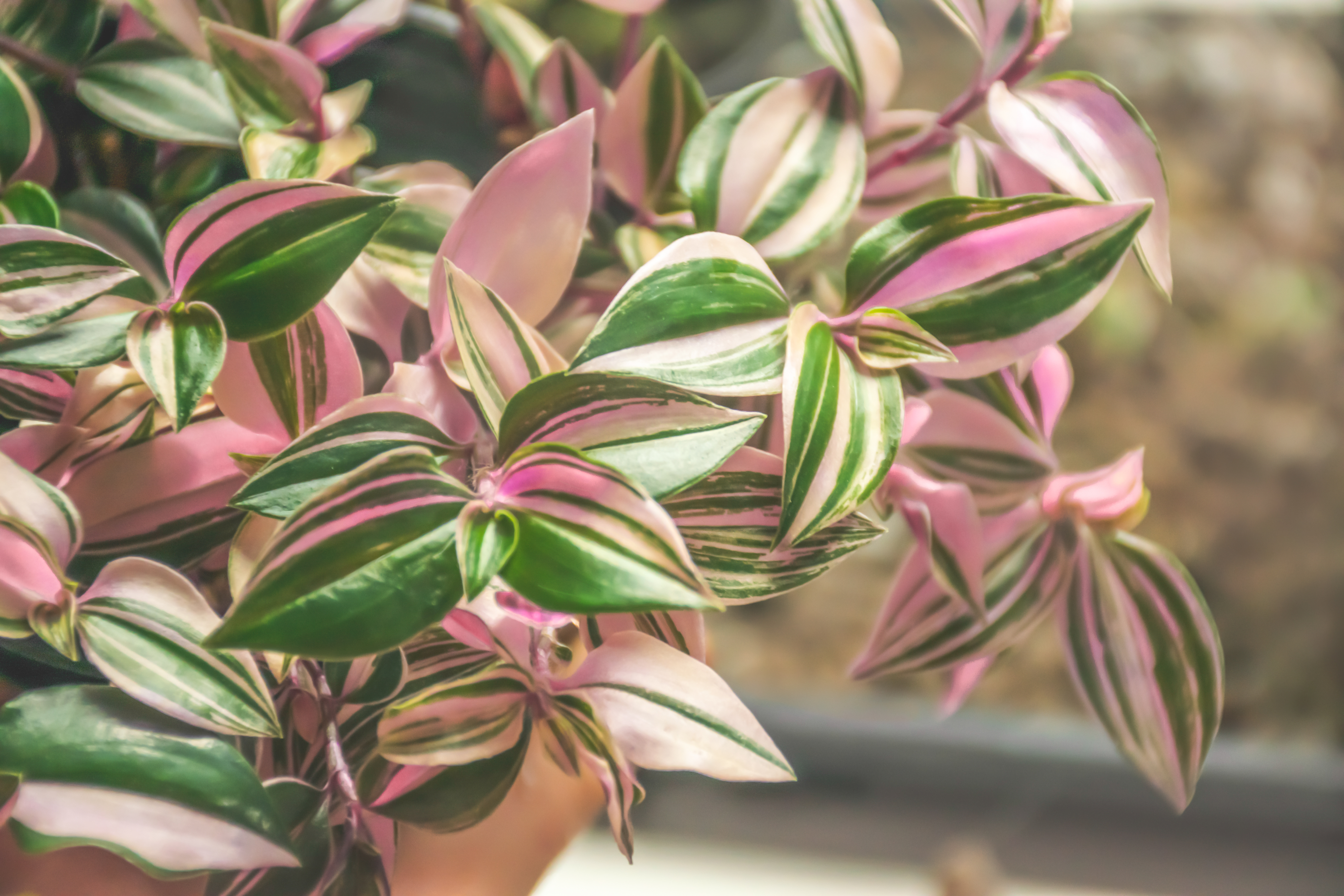 Tradescantia Tricolor