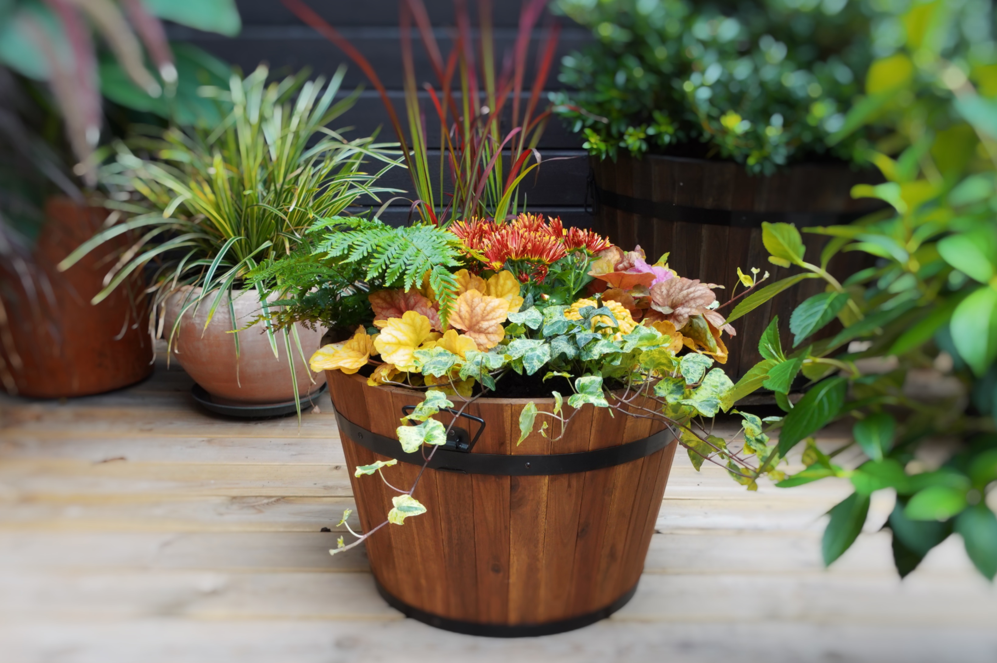 orange planter