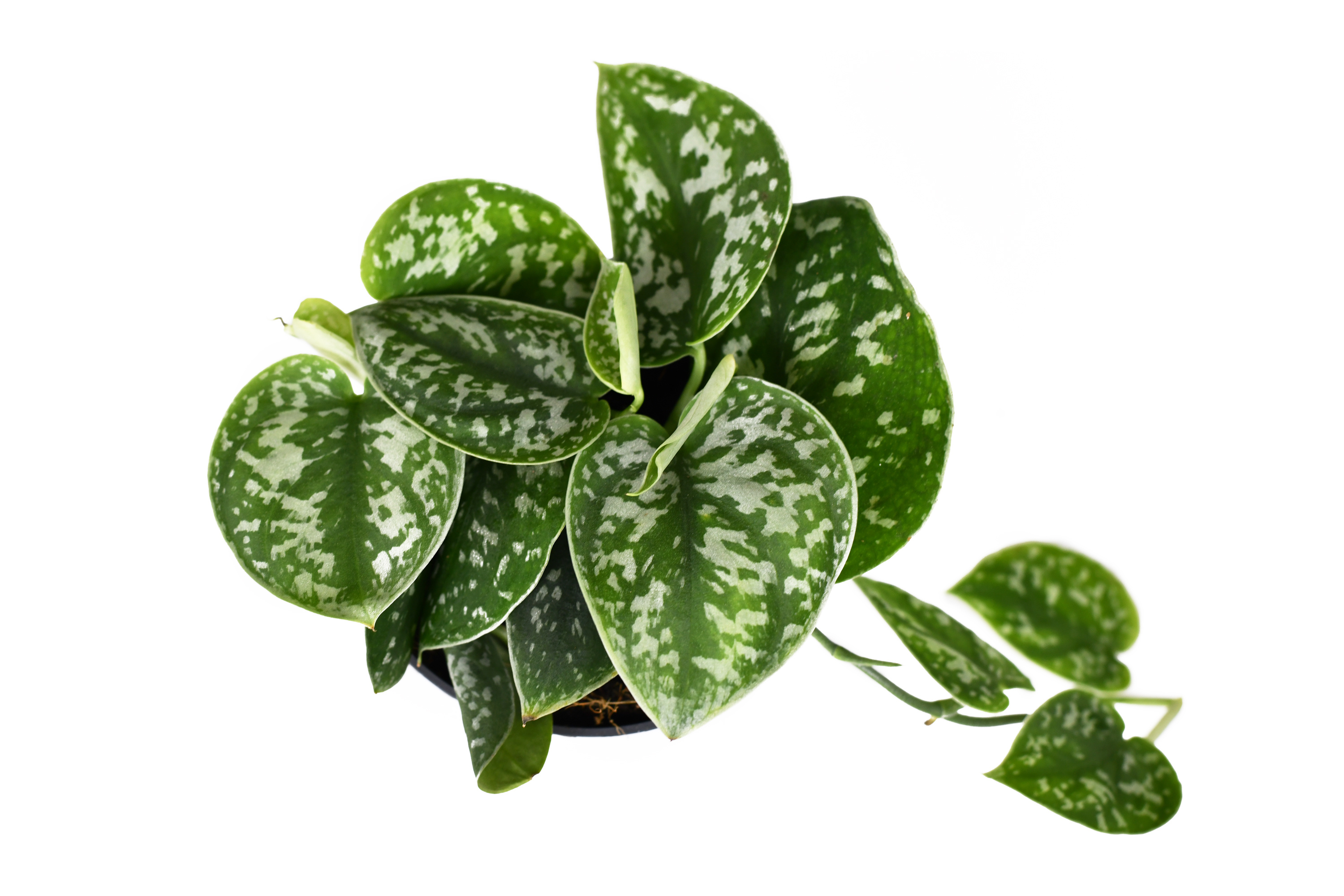 How to Water Satin Pothos Plants