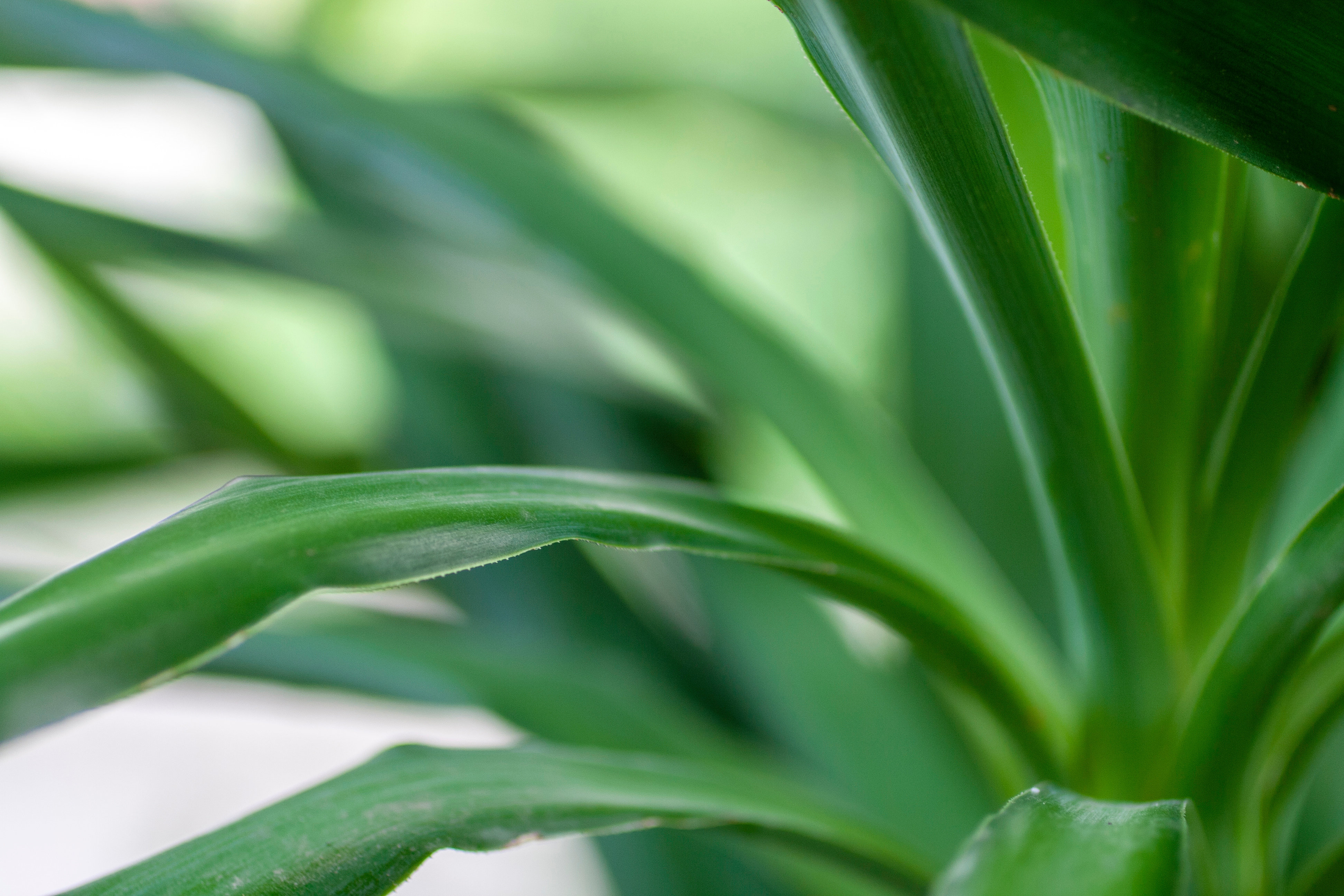 The best way to repot your Spineless Yucca