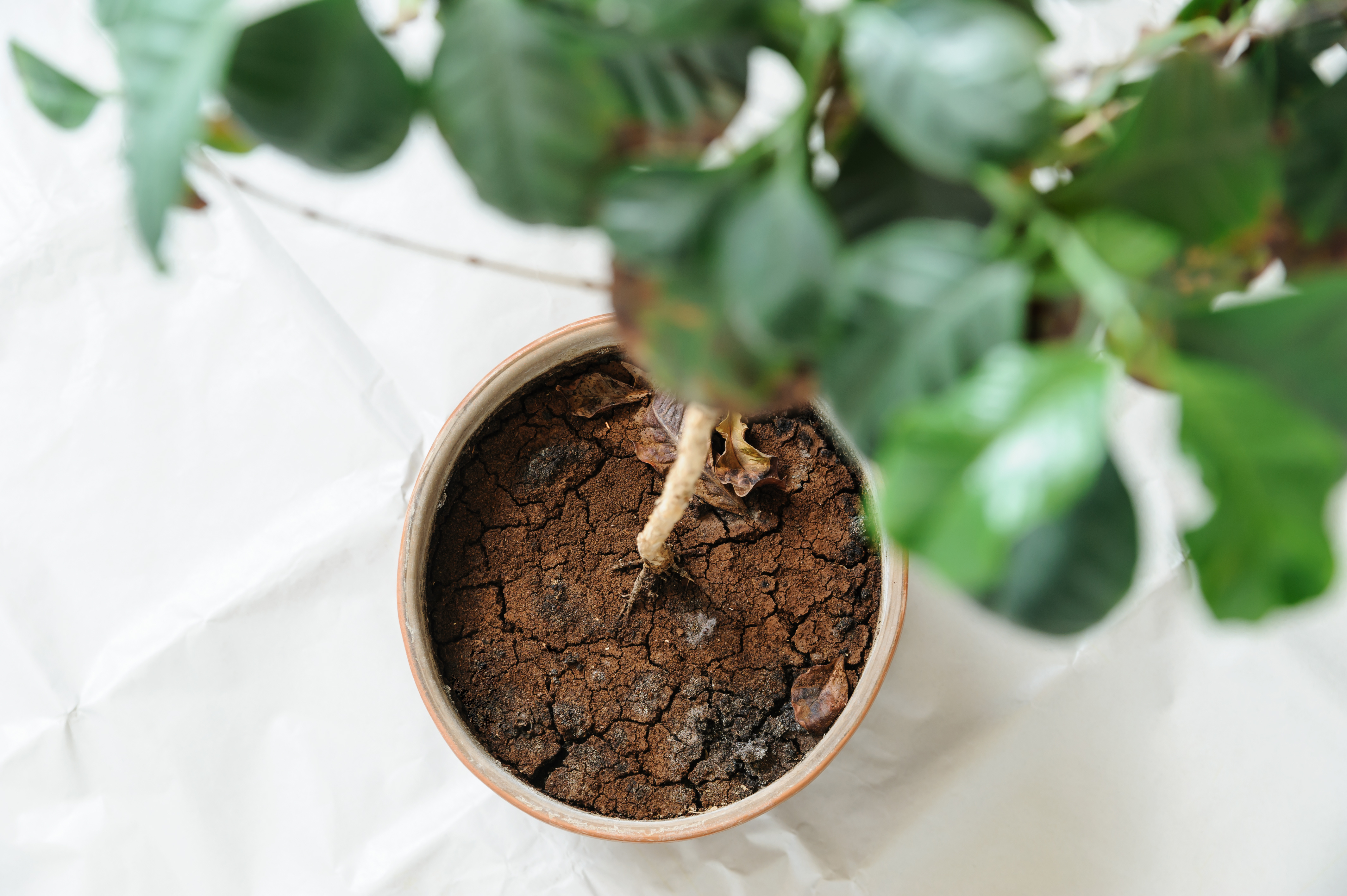 dry soil citrus tree