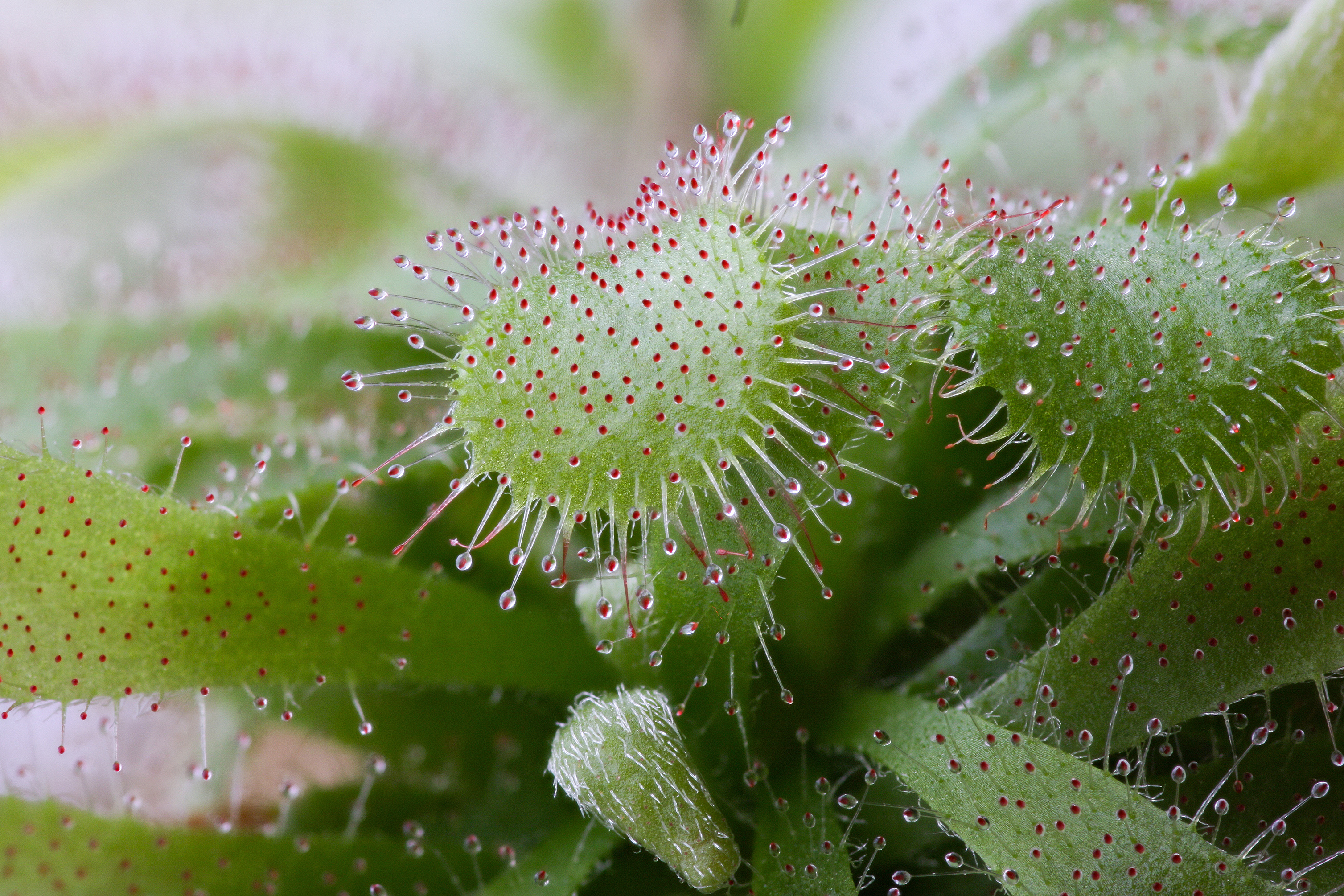 Feeding carnivorous plants