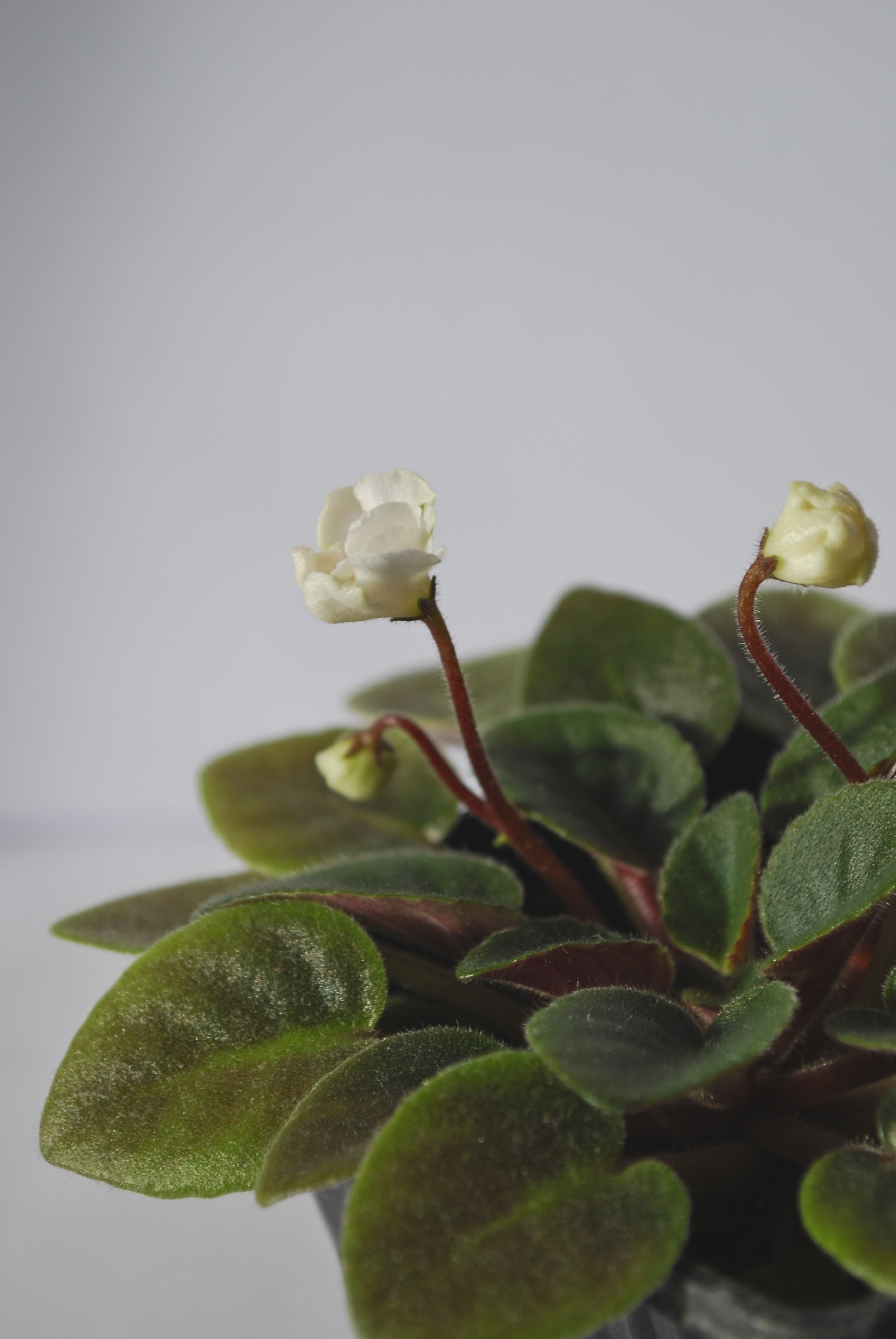 The best way to repot your African violet