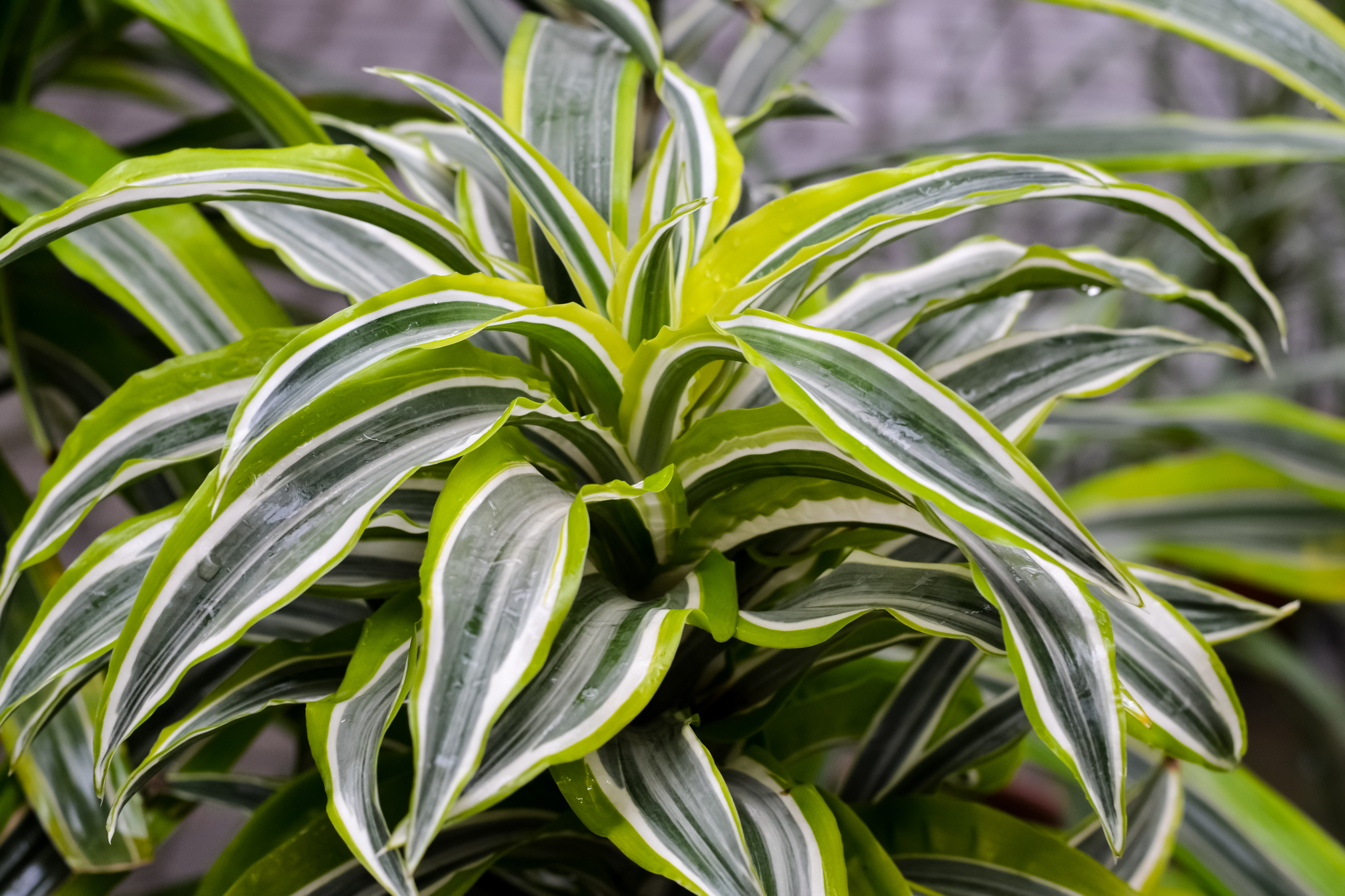 Striped Dracaena 2 