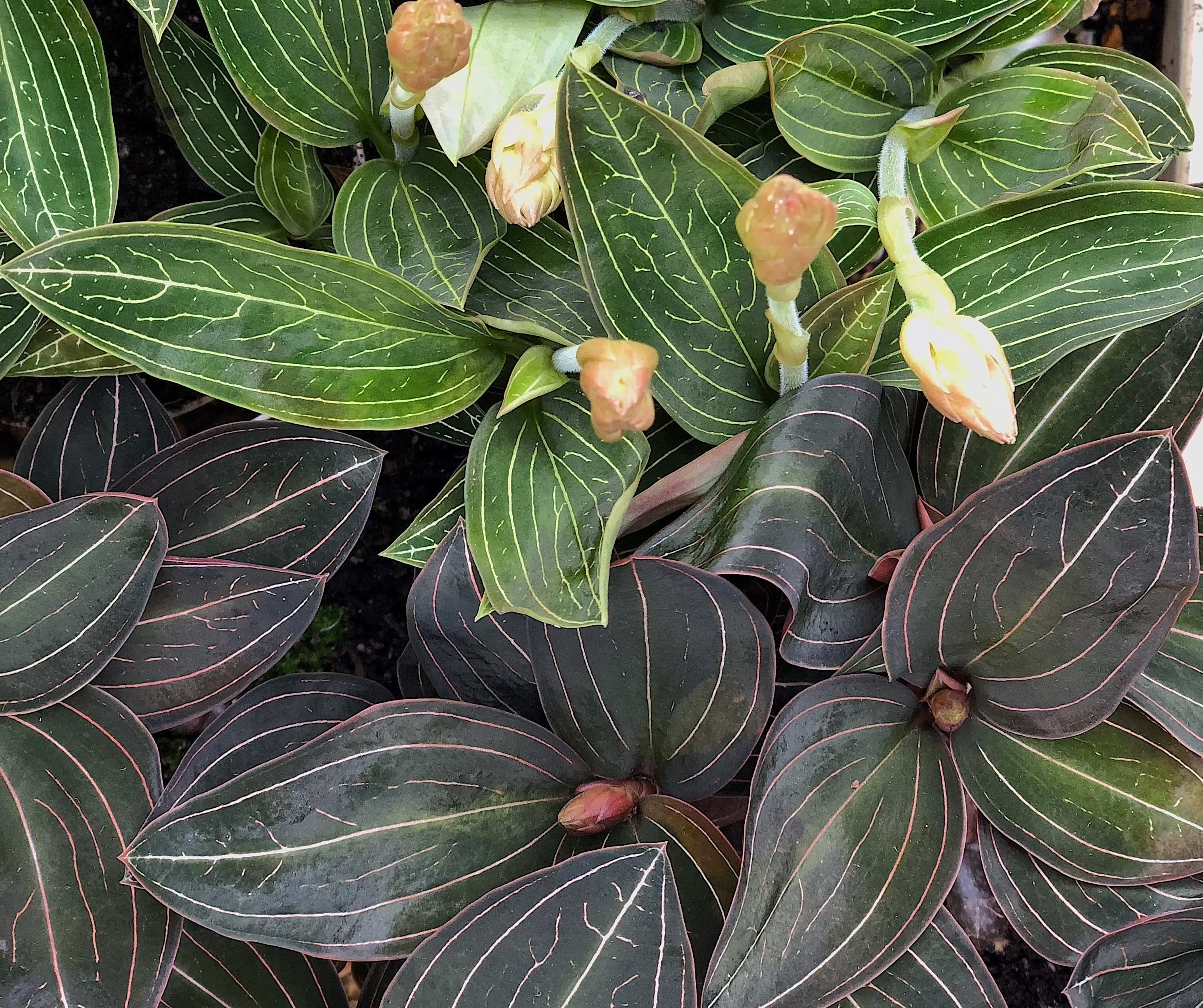 ludisia discolor orchid