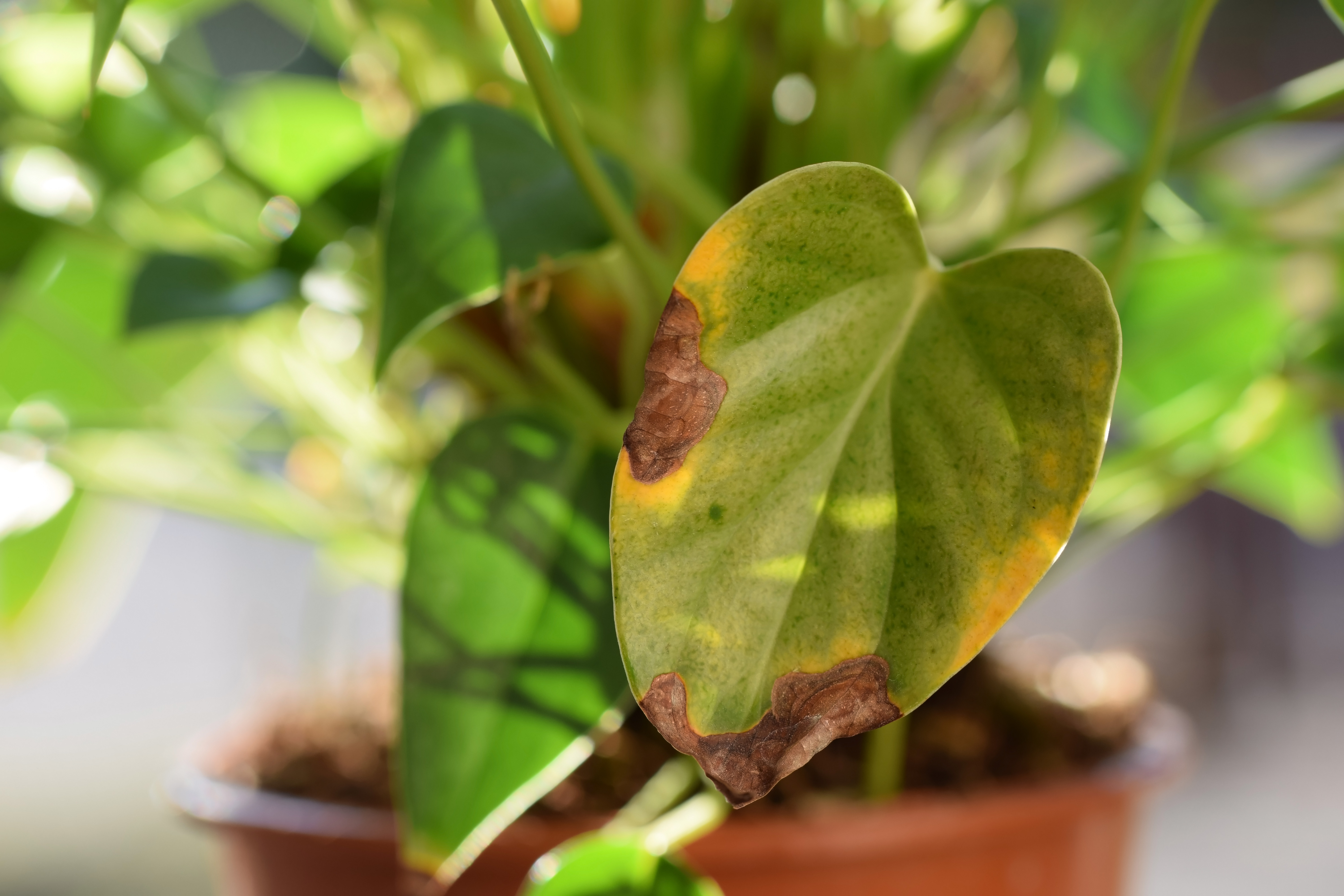 Brown spots leaf