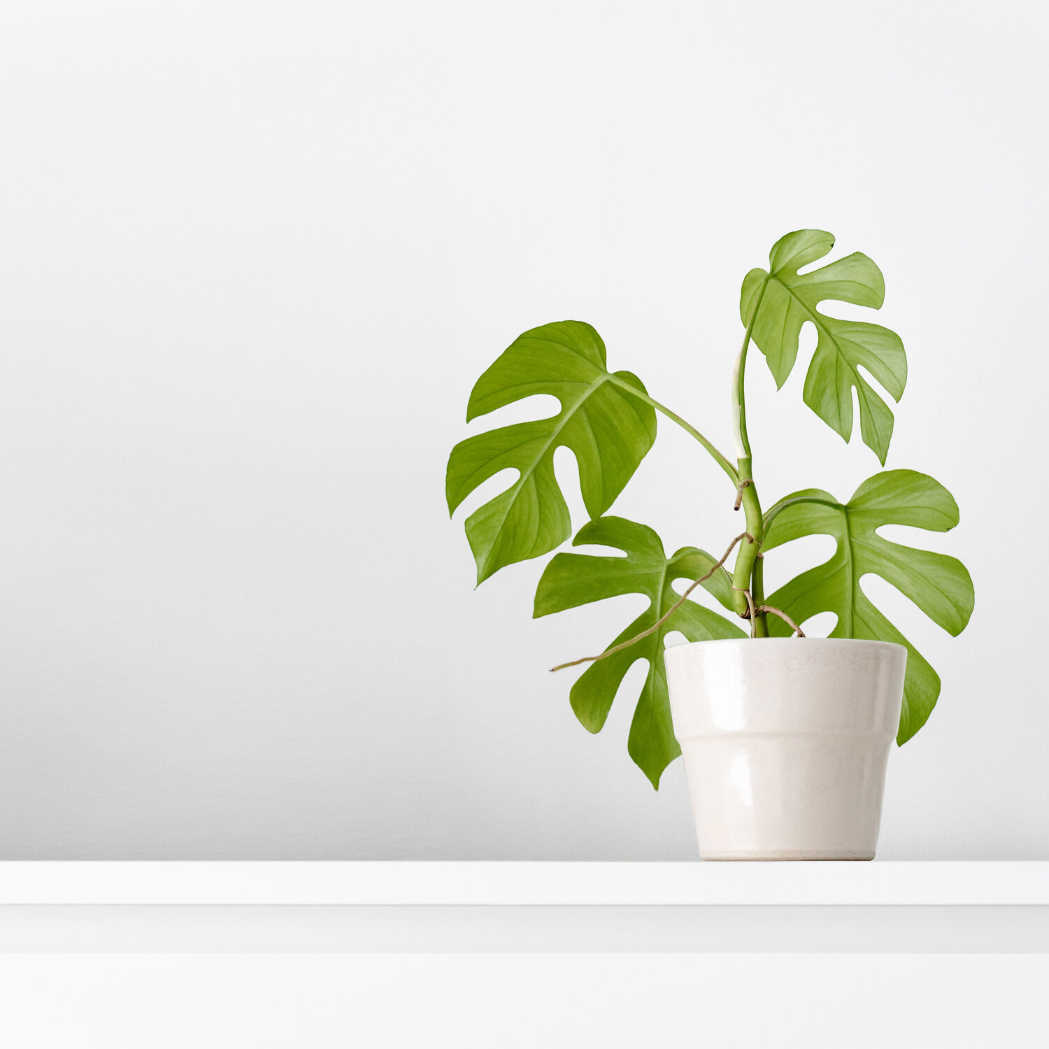 Mini monstera watering 2