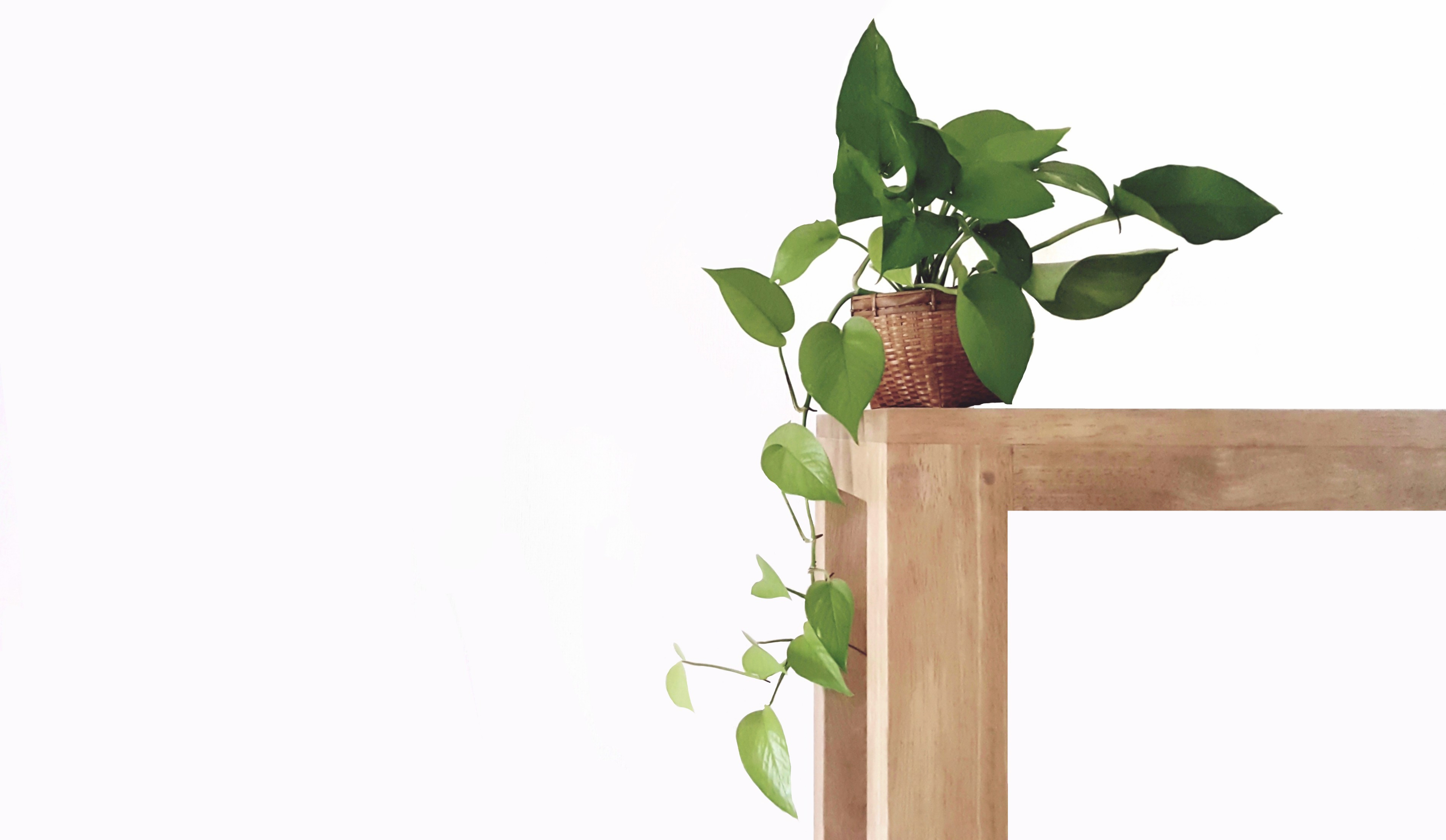 Repotting pothos deals