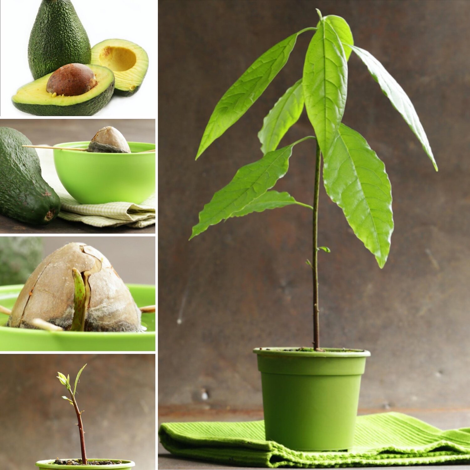 Avocado Watering 2