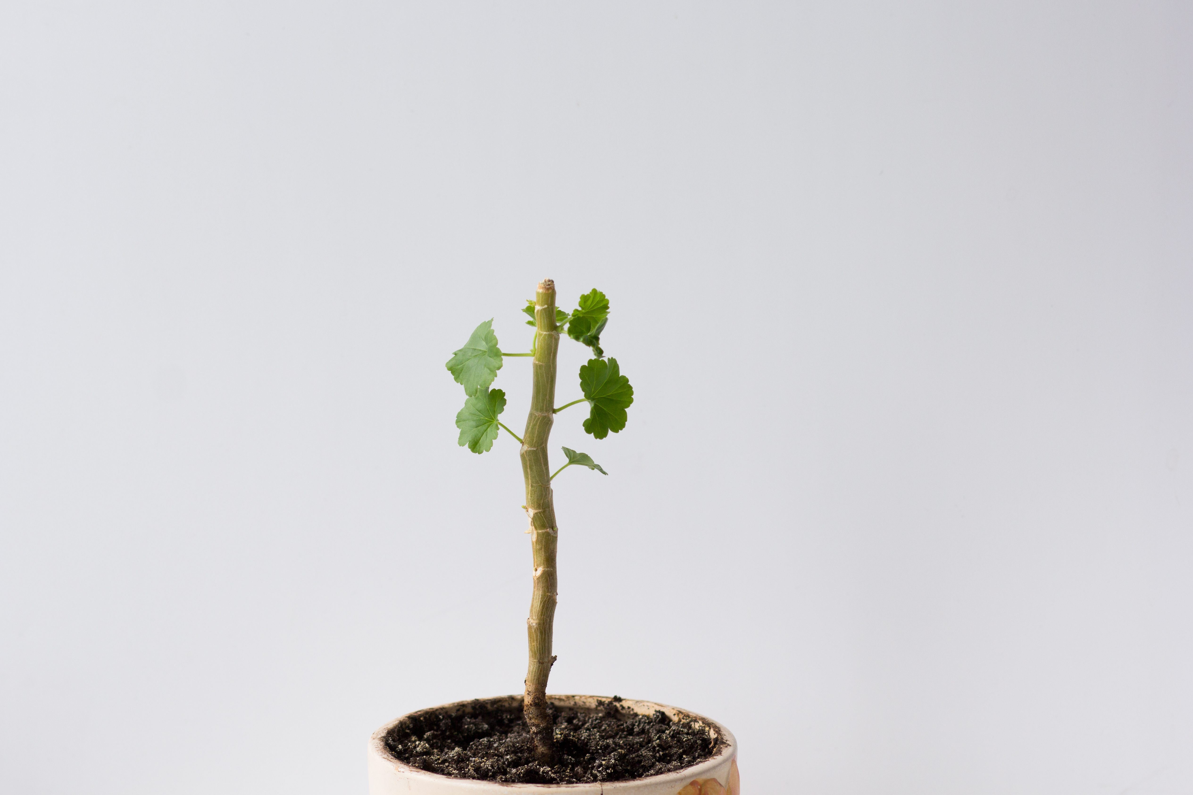 Pelargonium stem tree prune