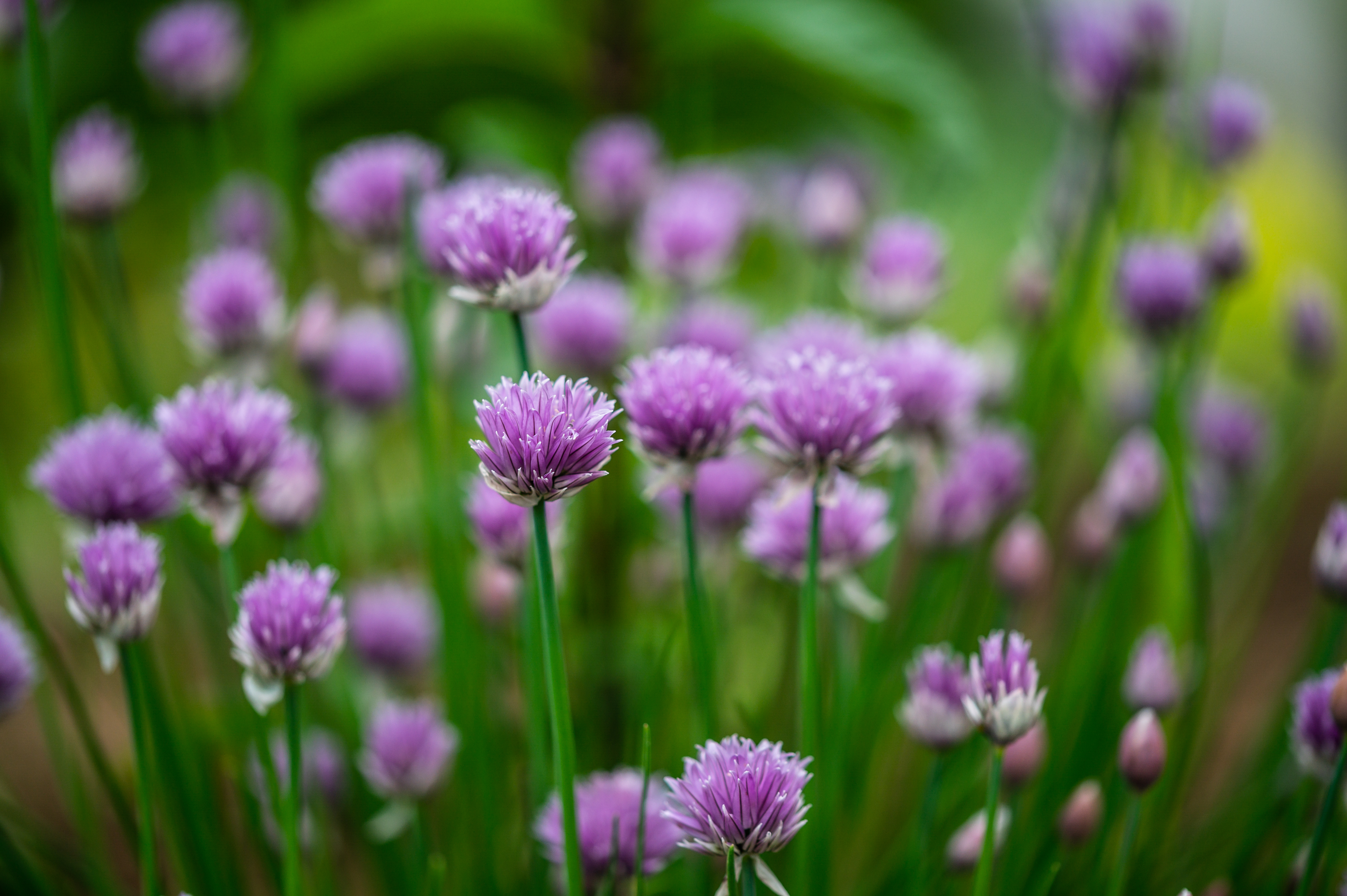 Chives 2