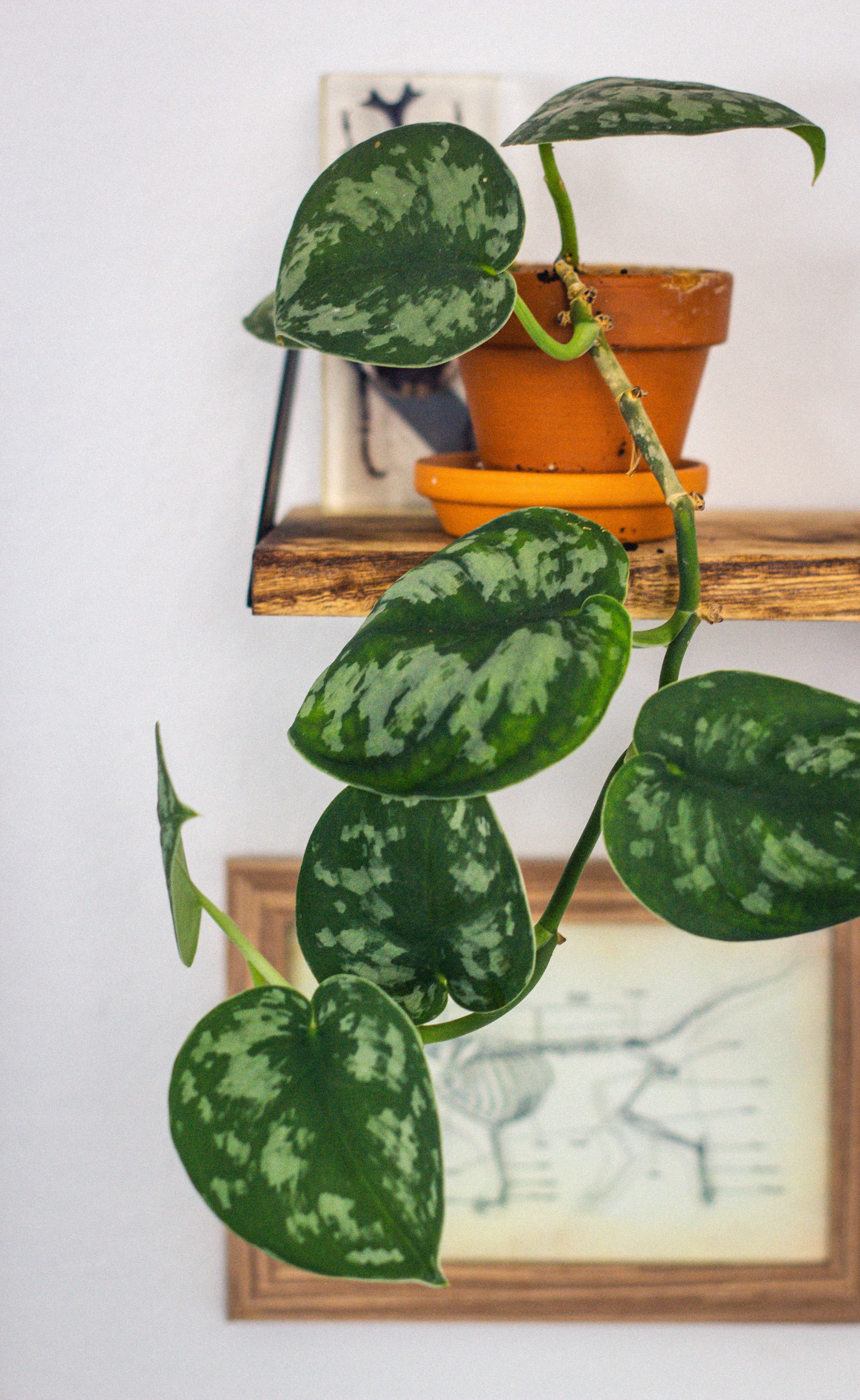 The best way to repot your Satin Pothos