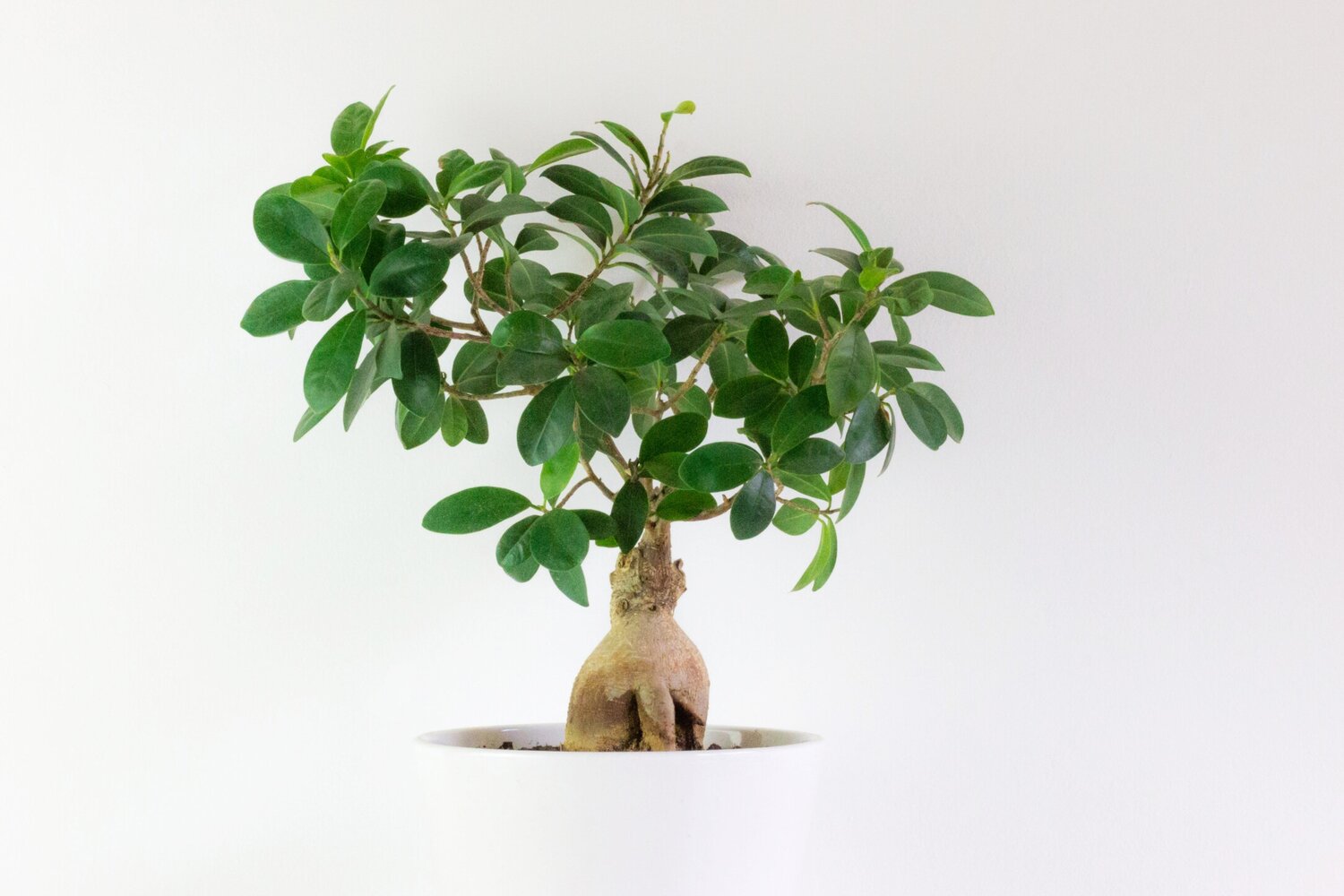 Ginseng ficus watering 1