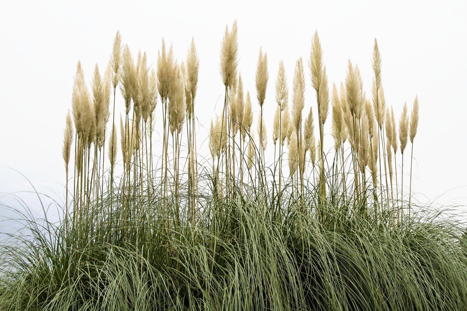 How to repot most grasses