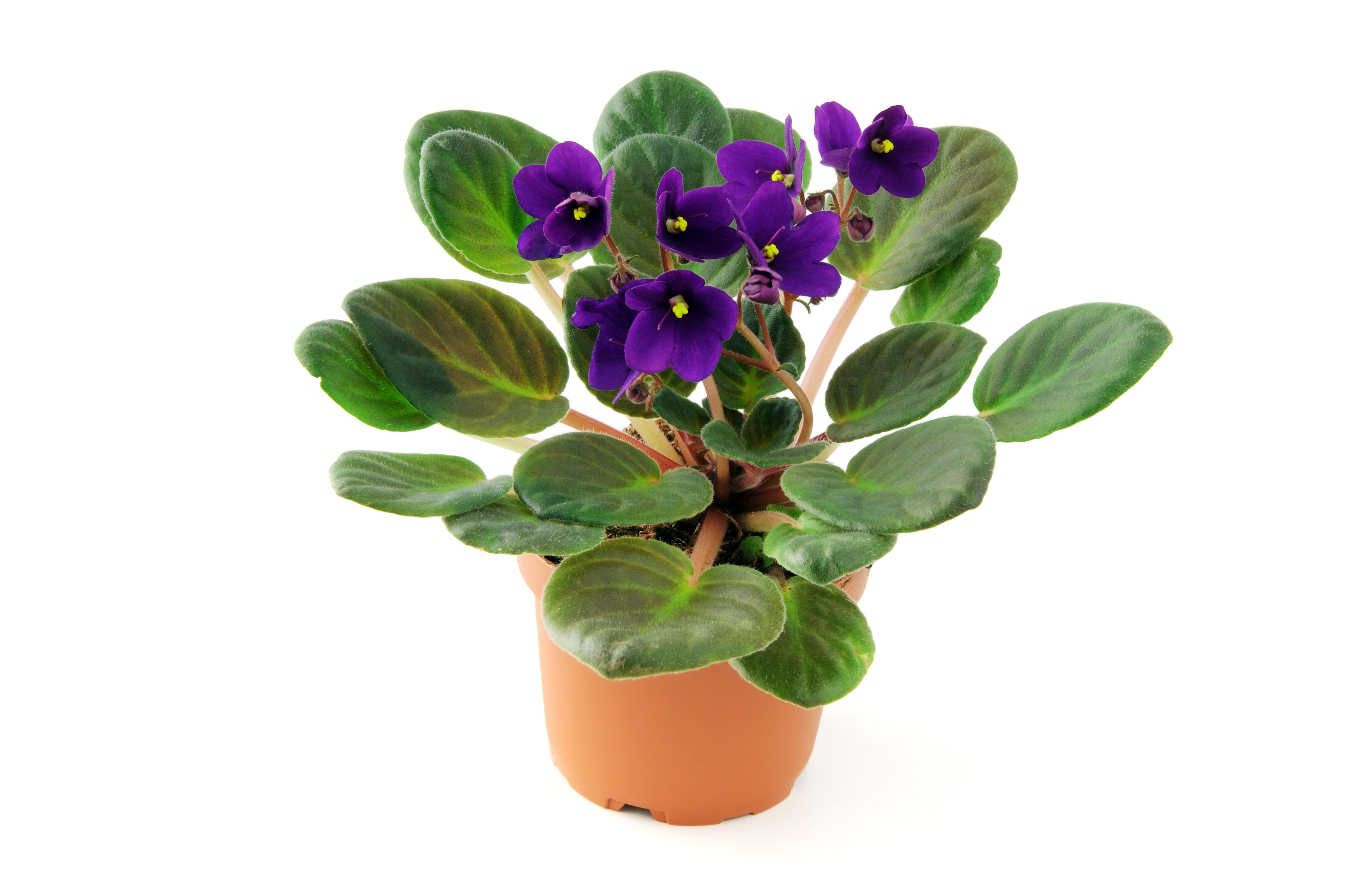 African Violet