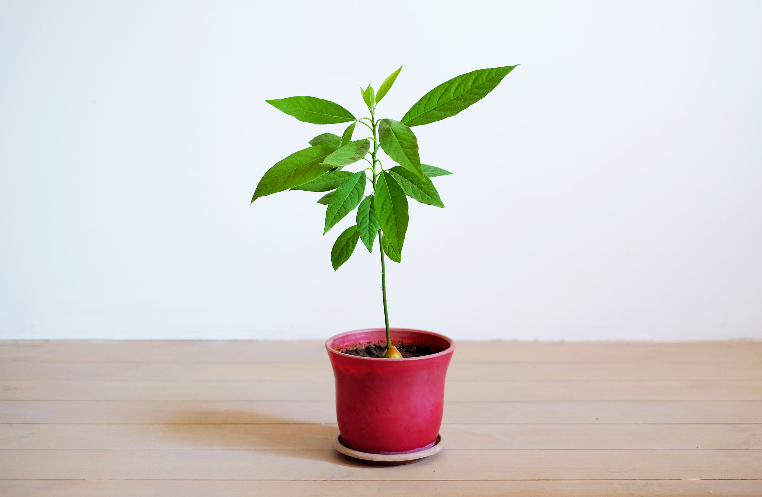 The Best Way to Water Your Avocado trees