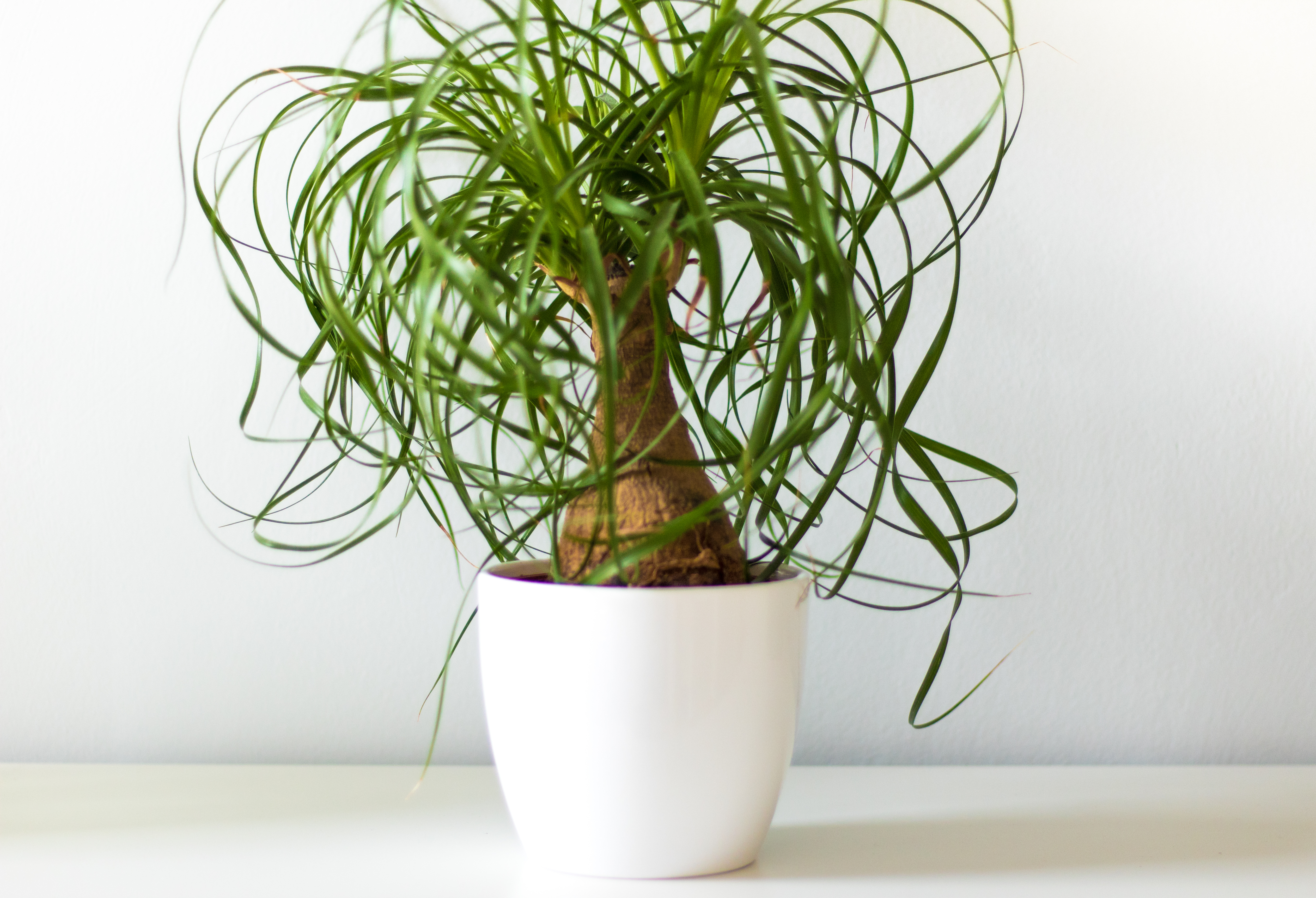 The best way to repot your Ponytail Palm