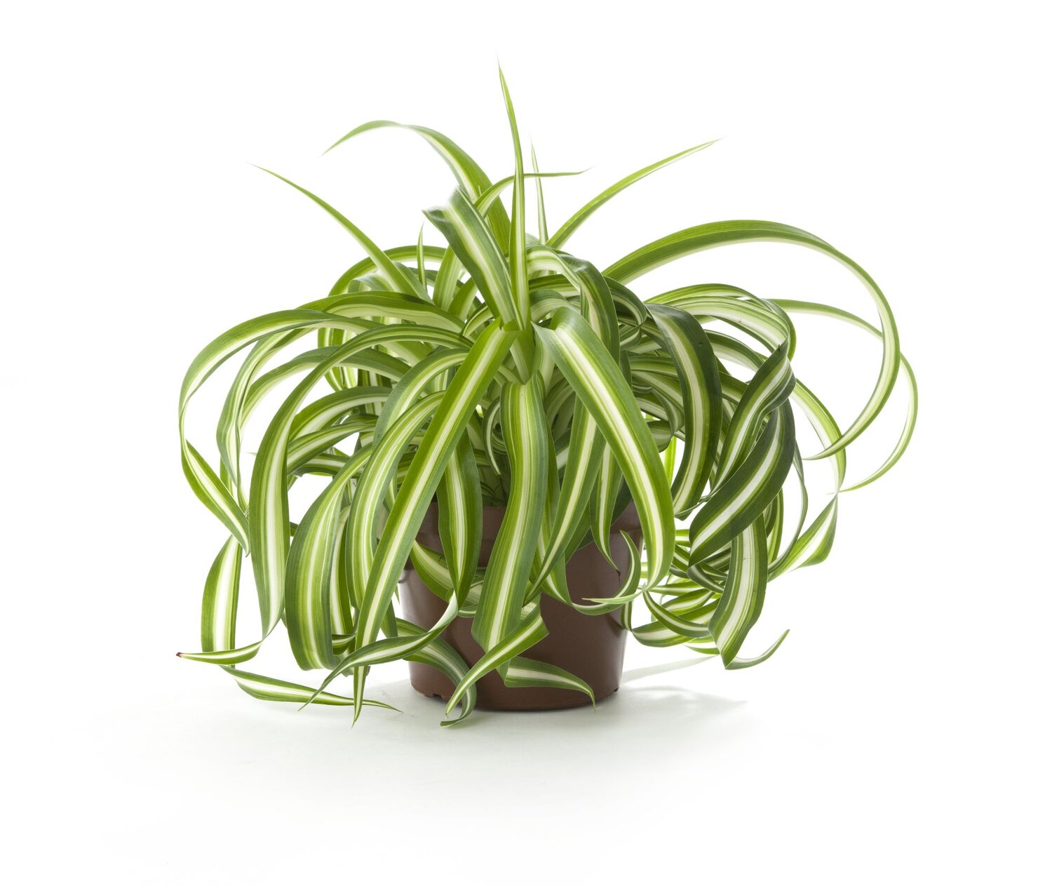 Spider plant watering 1