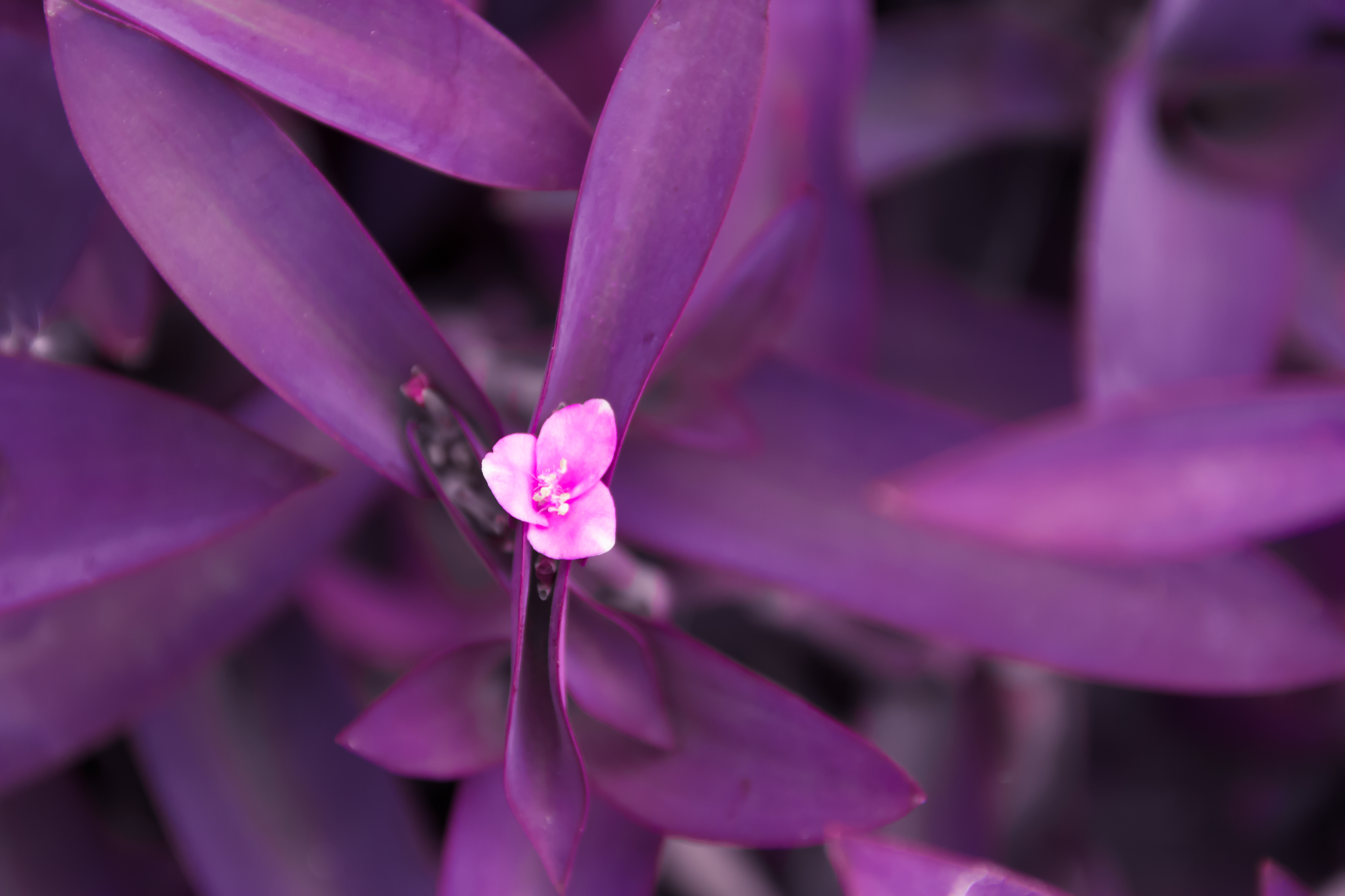 Purple Heart Spiderwort 2 