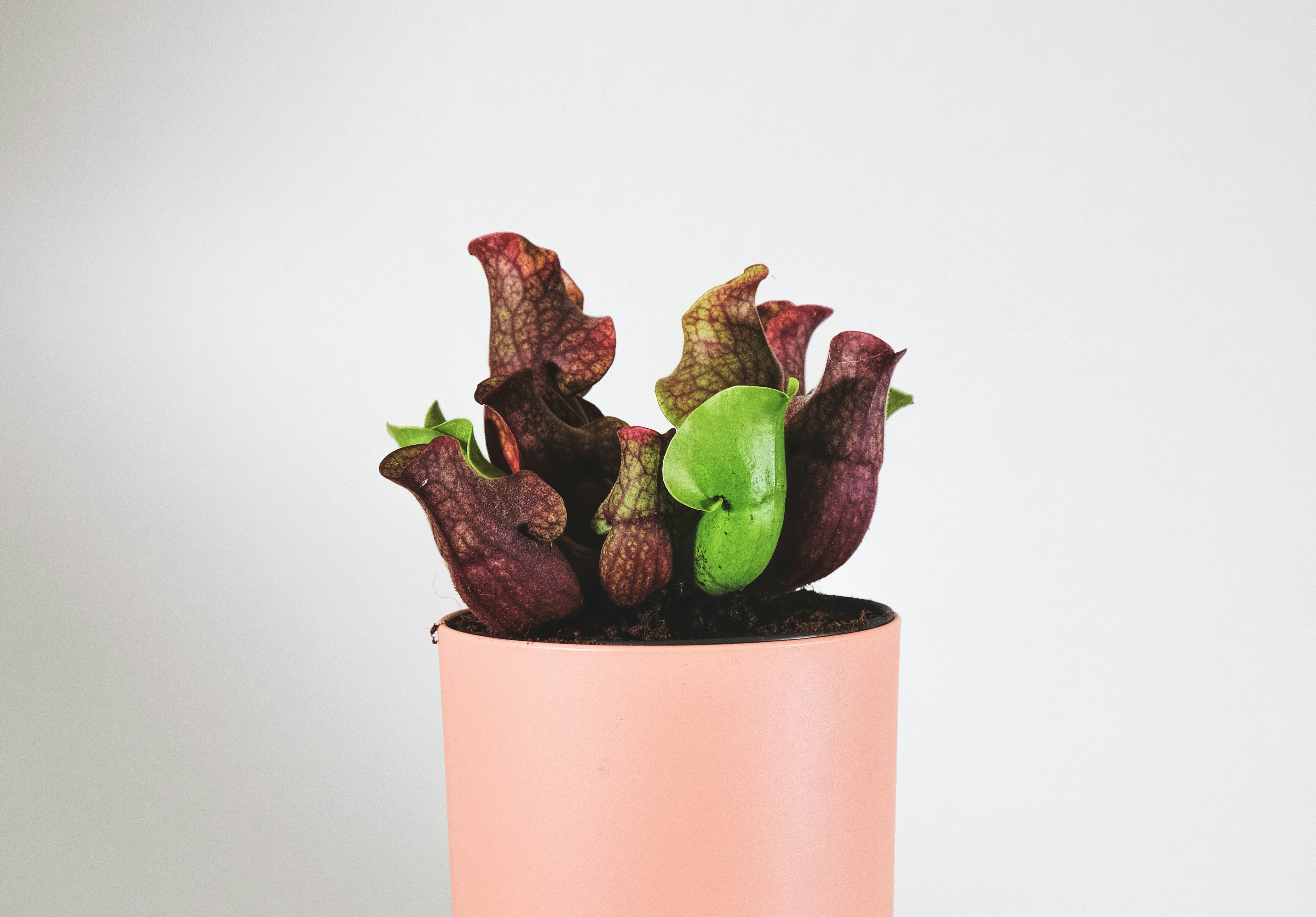 Sarracenia purpurea - purple pitcher