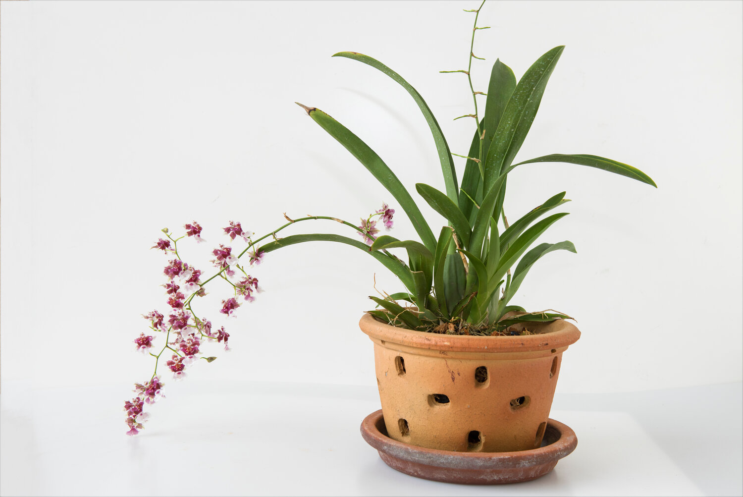The Best Way to Water Most of Your Orchids
