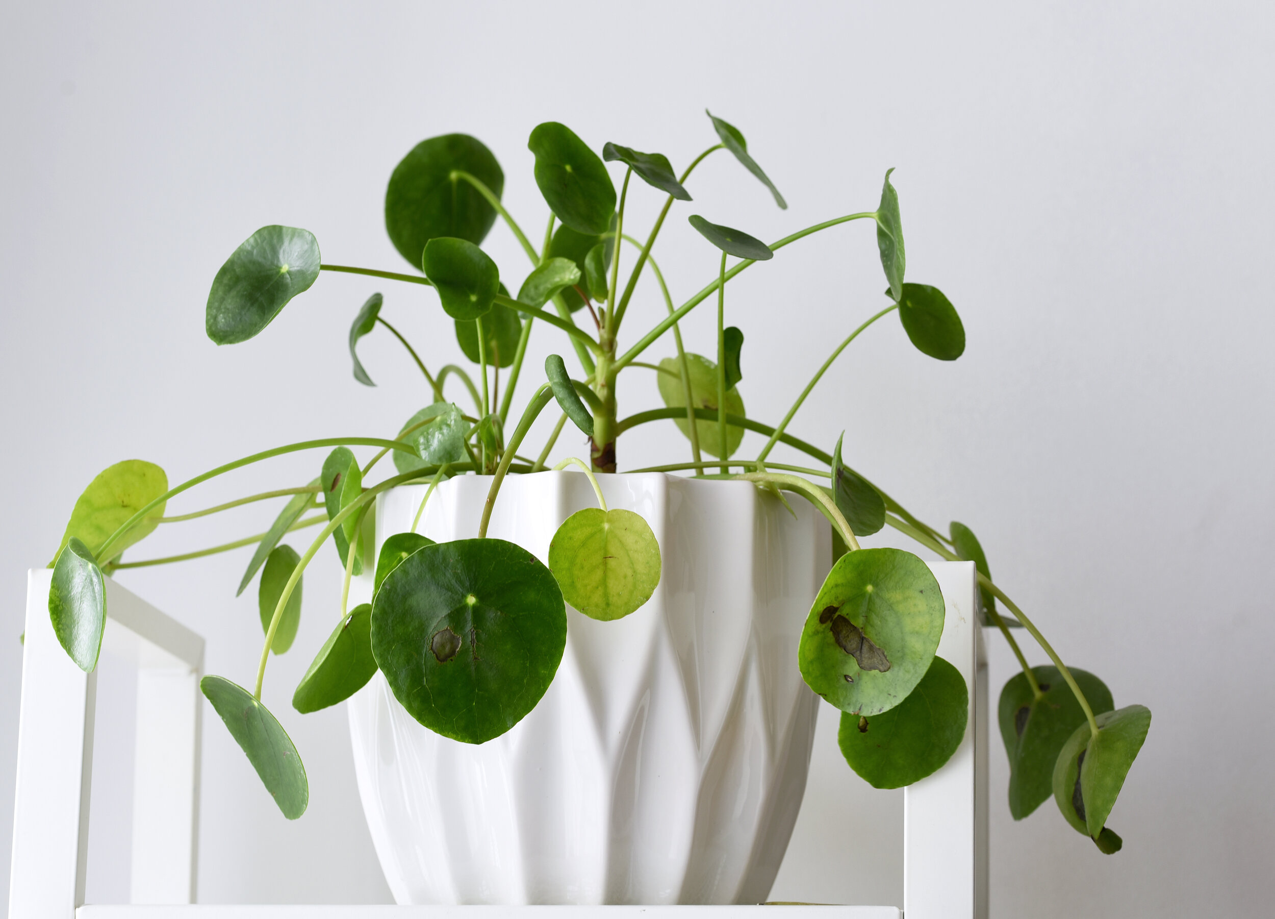 How to treat drooping leaves on your Pilea peperomioides