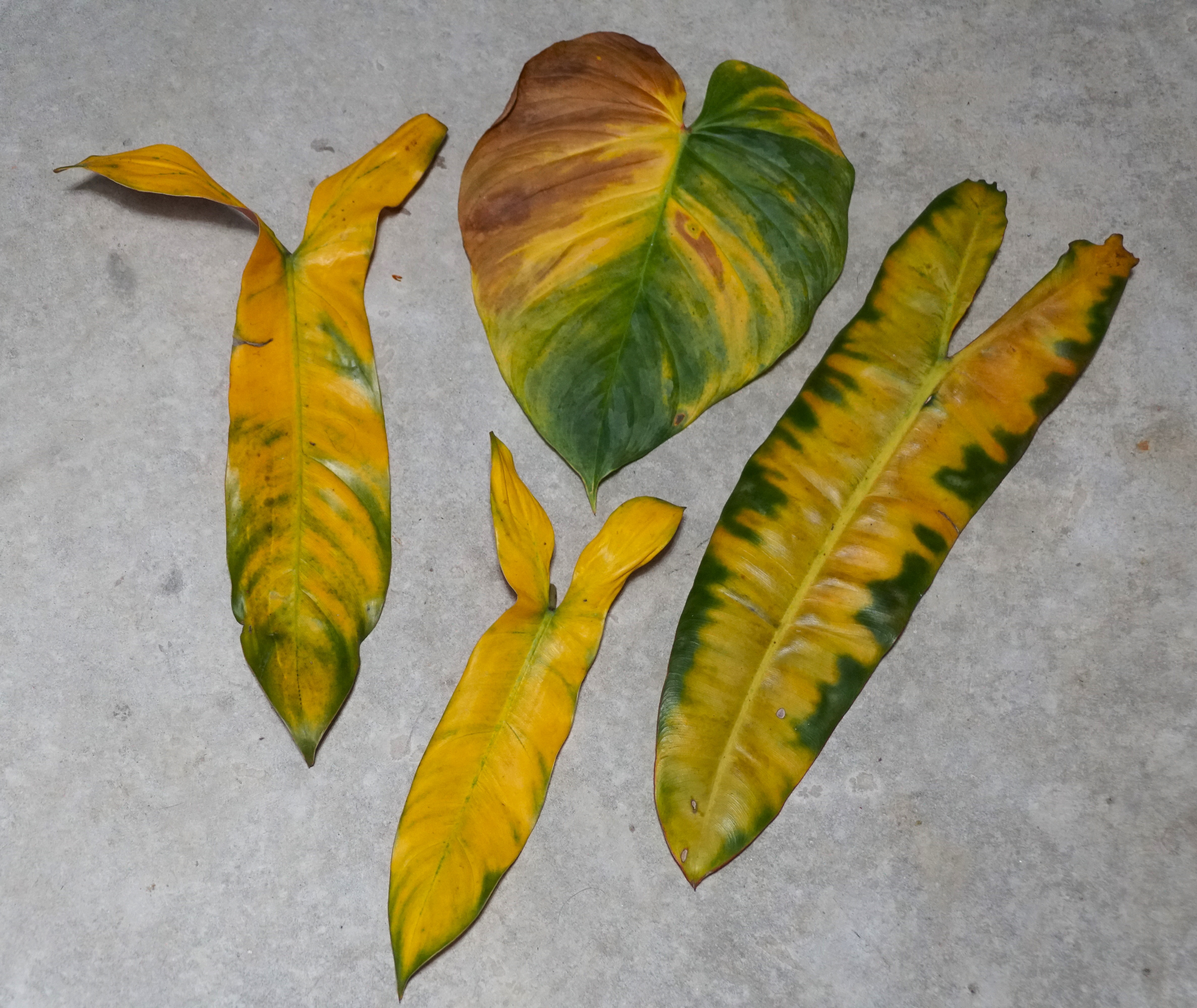 yellowing leaves