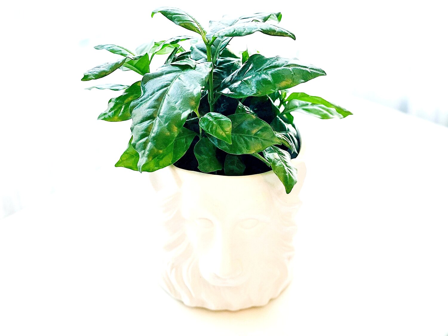 Coffee Plant Watering 2