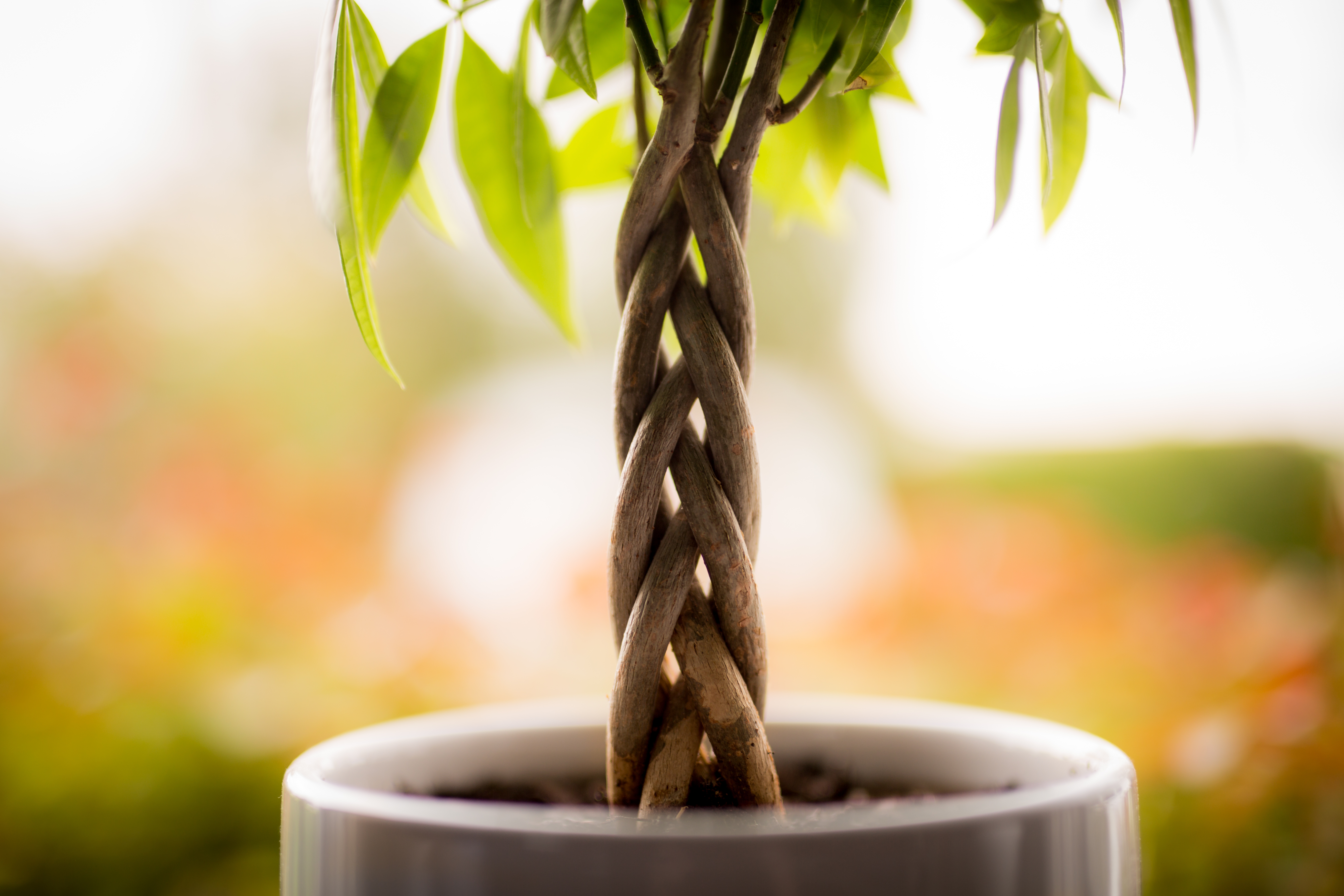 The Best Way to Water Your Money Tree