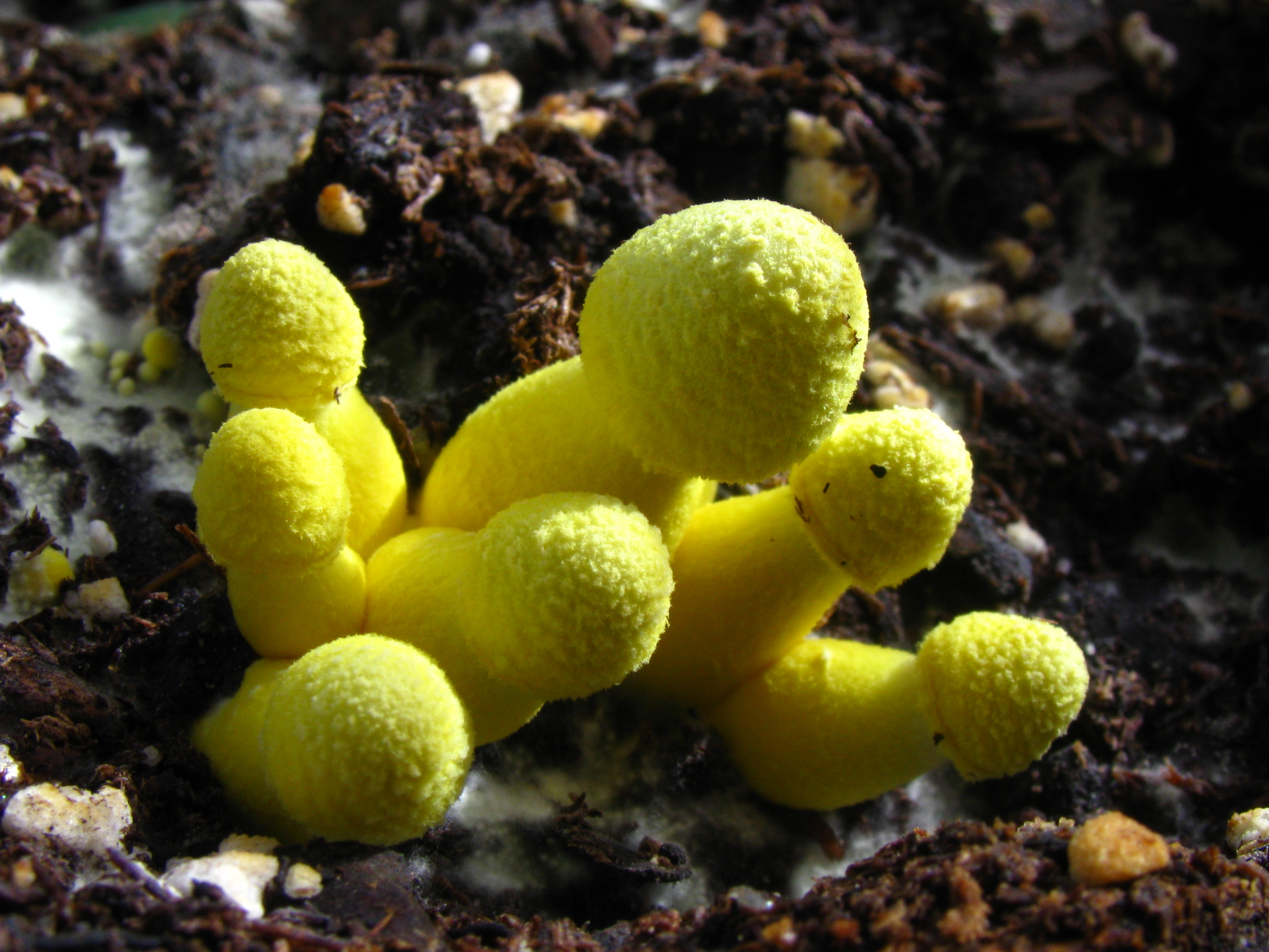 yellow mushroom Leucocoprinus birnbaumii