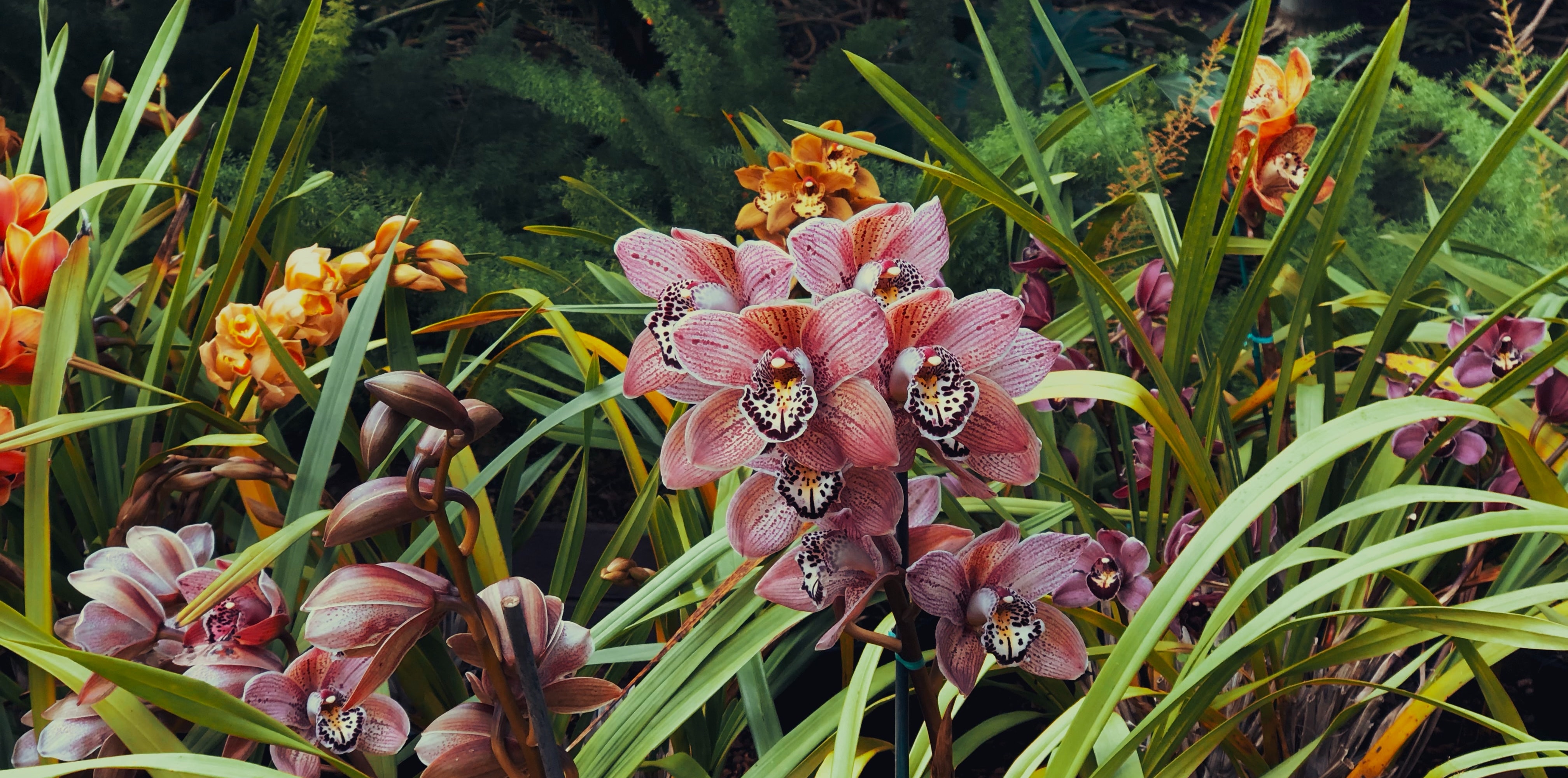 Fall Flowering Plants