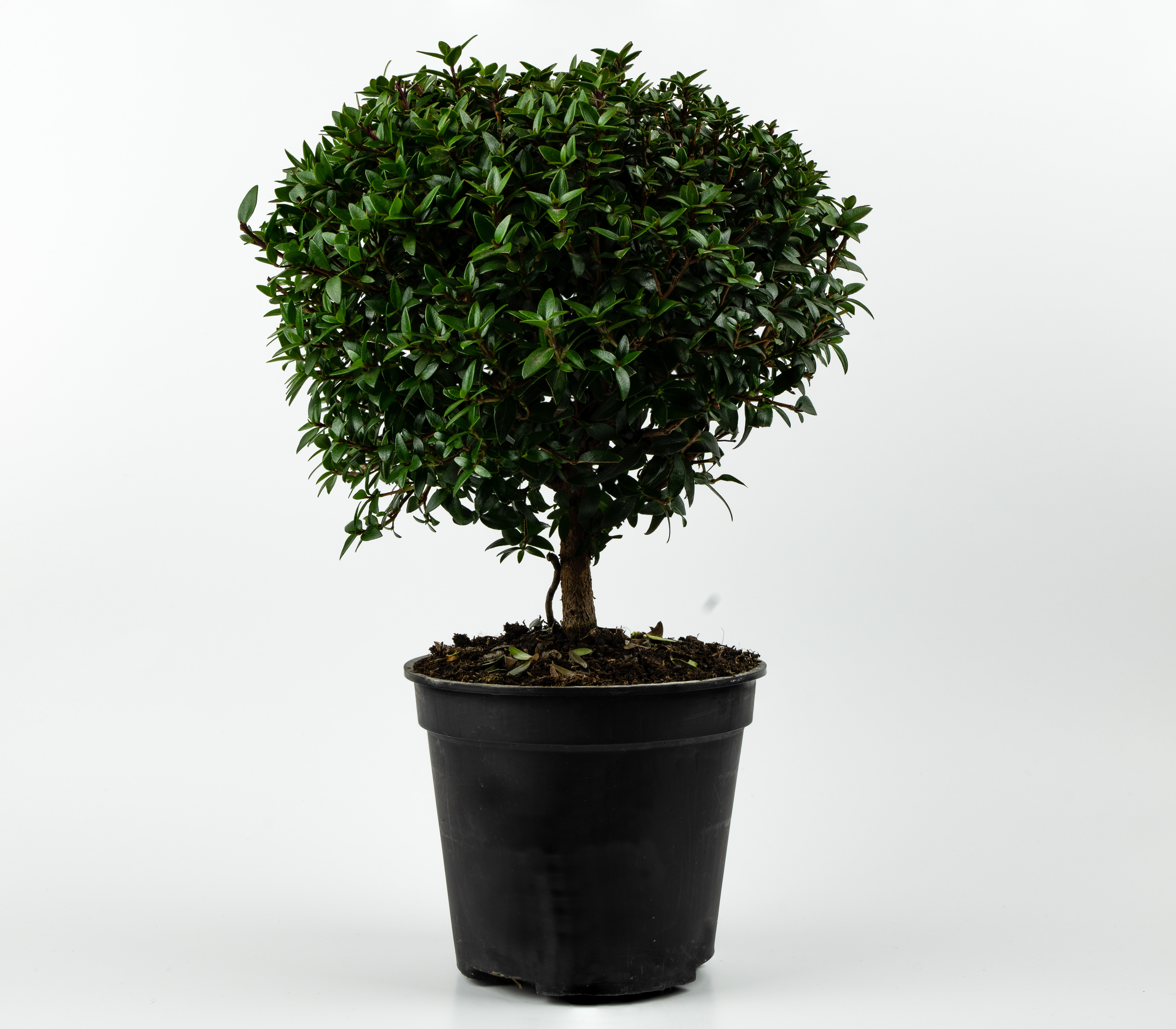 The best way to overwintering your Common Myrtle