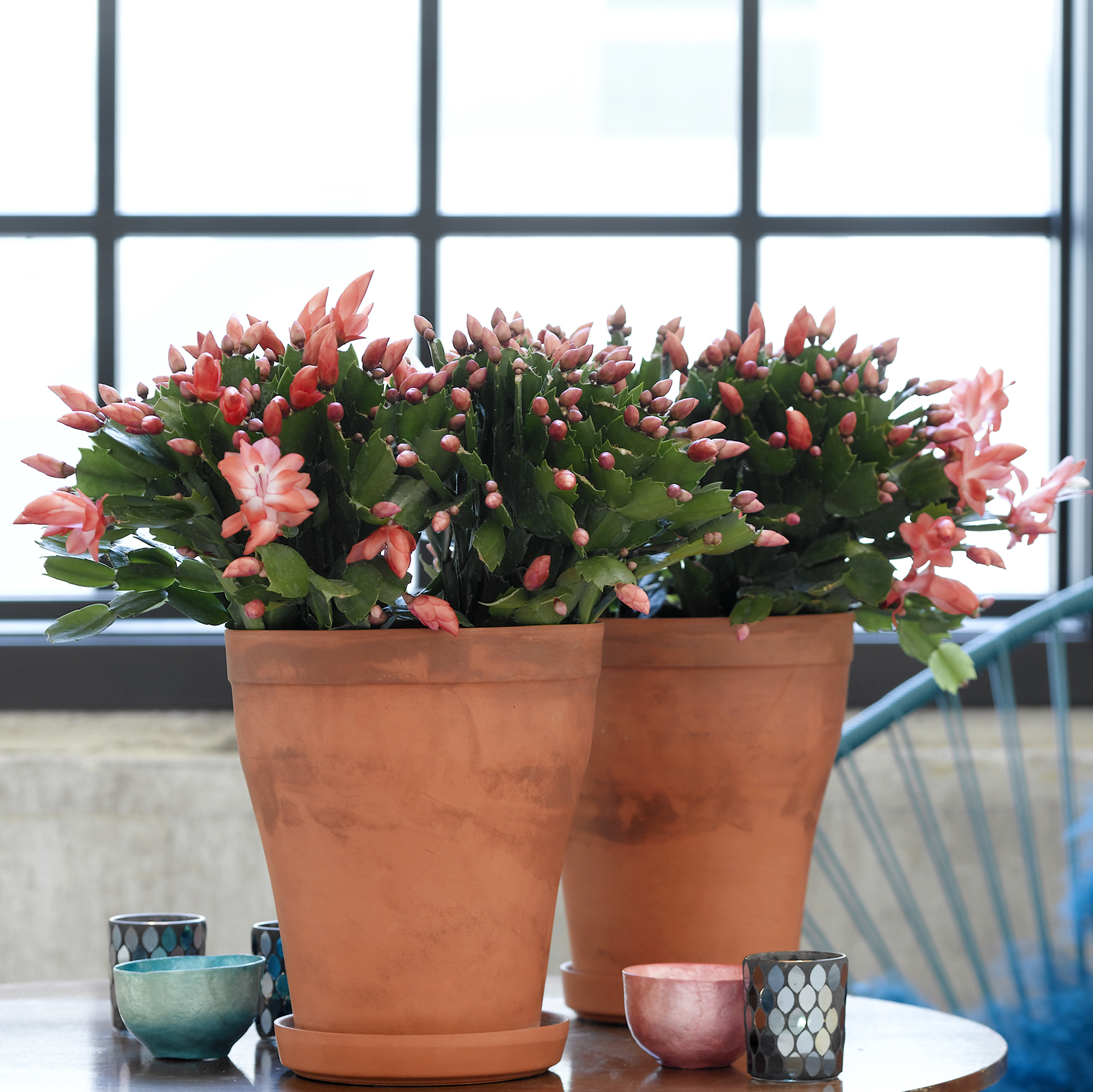 The Best Way to Water Your False Christmas cactus