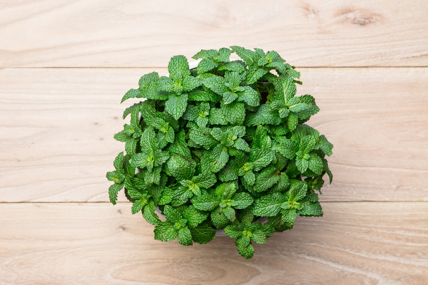 The Best Way to Water Your Mint Plant