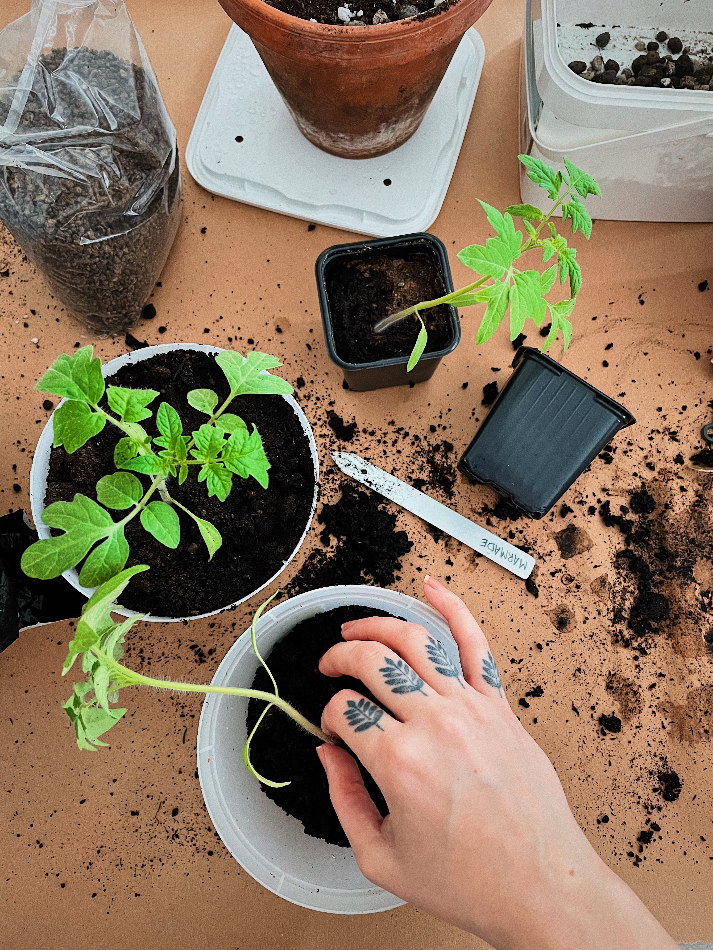 Growing Tomatoes in Pots