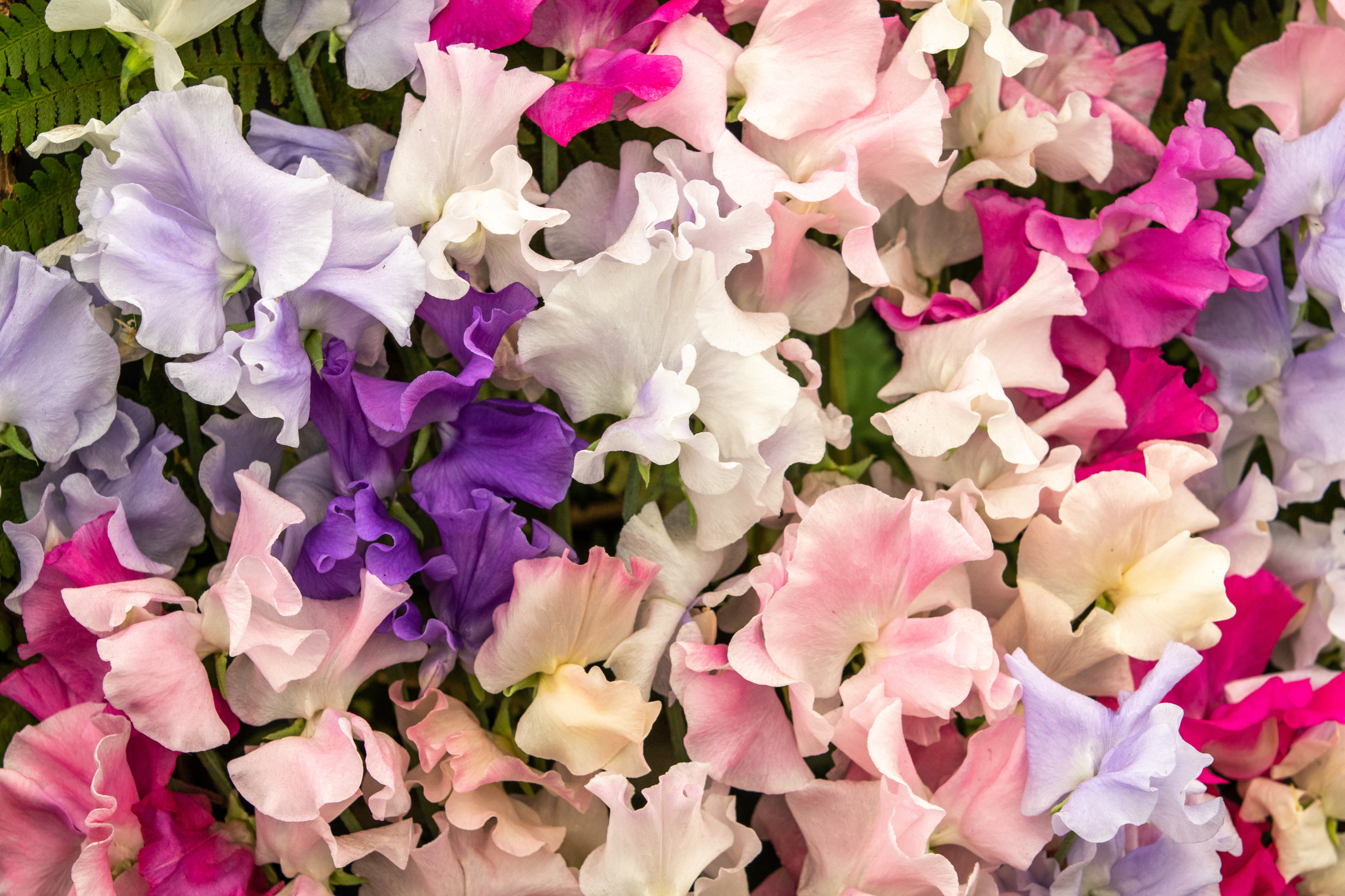 How to fertilize your annual flowers