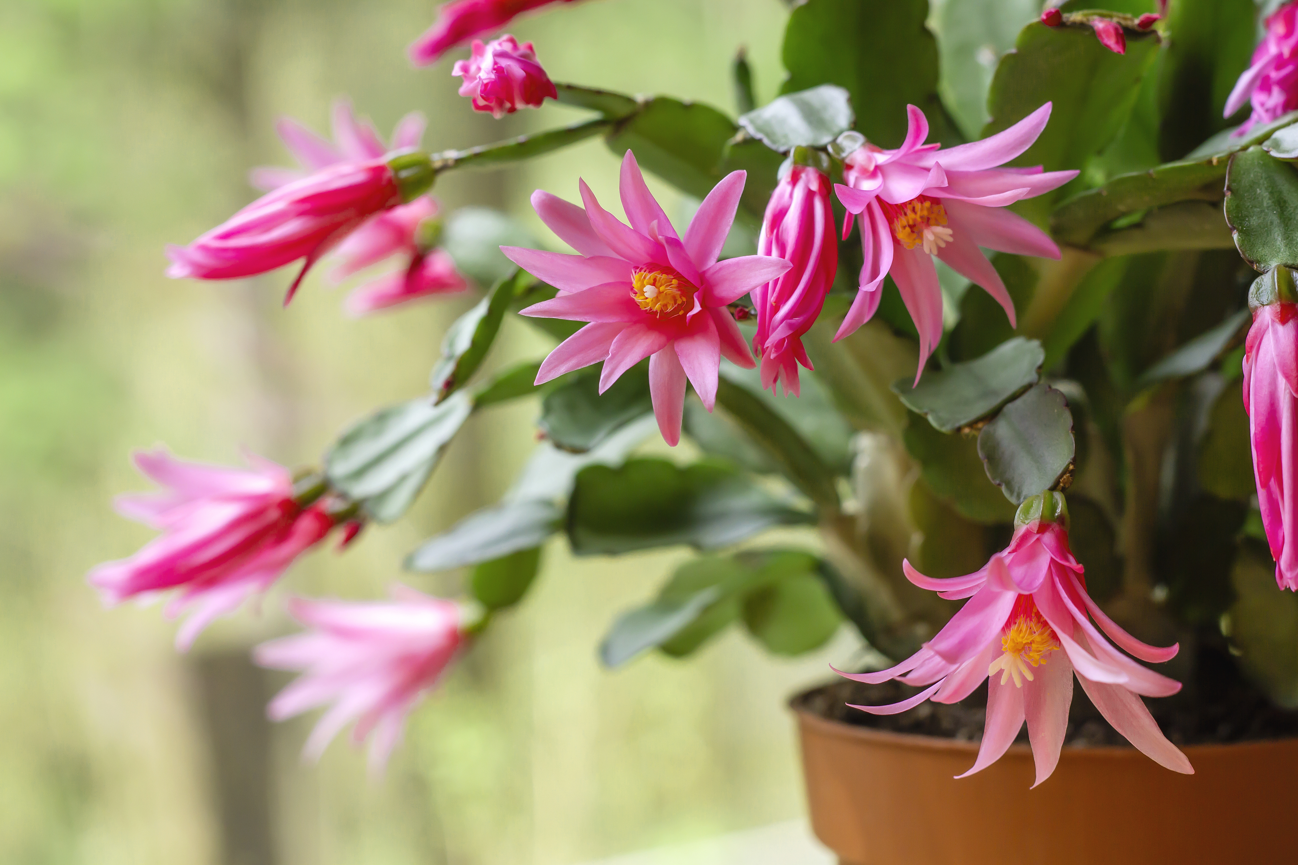 Easter Cactus