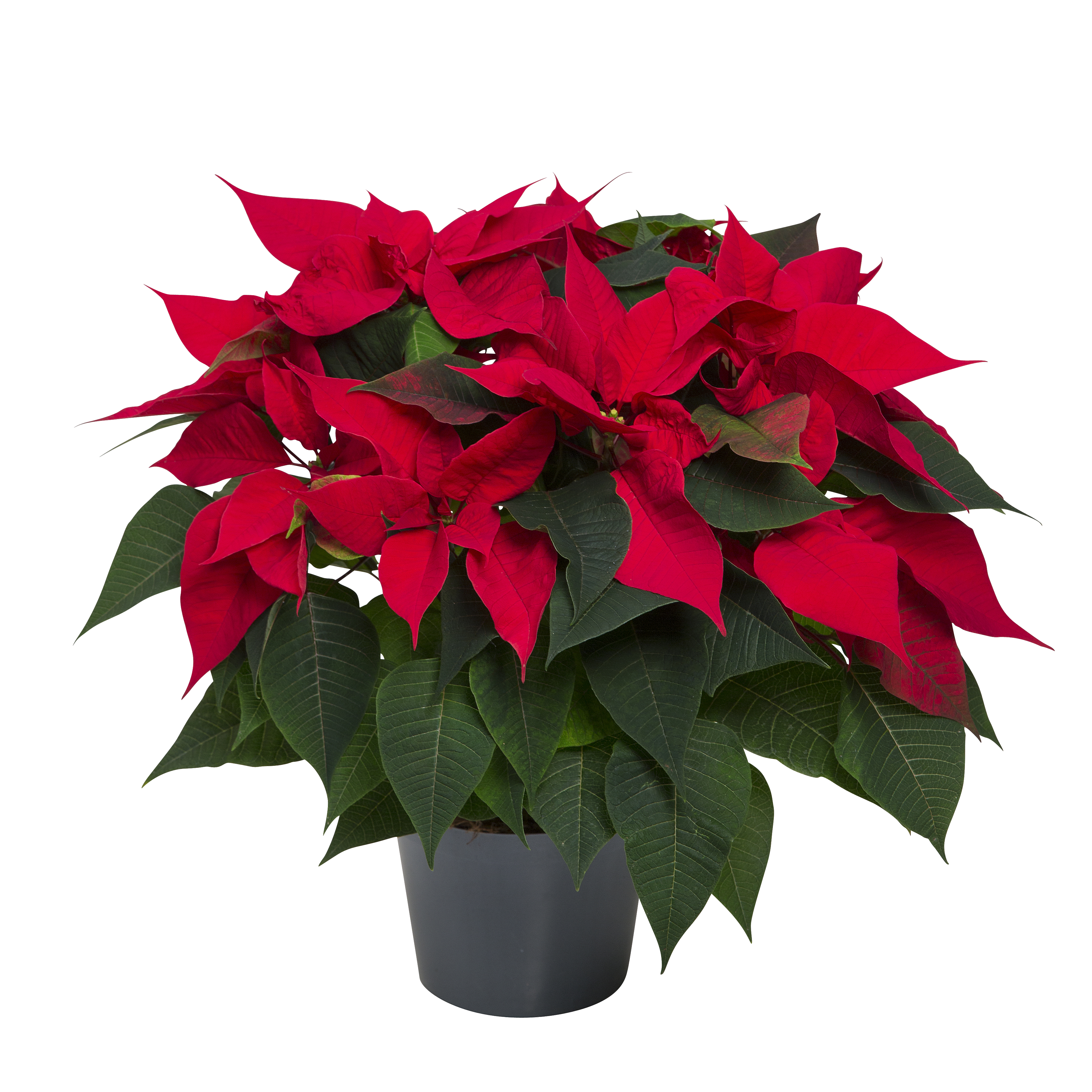 The Best Way to Water Your Poinsettia