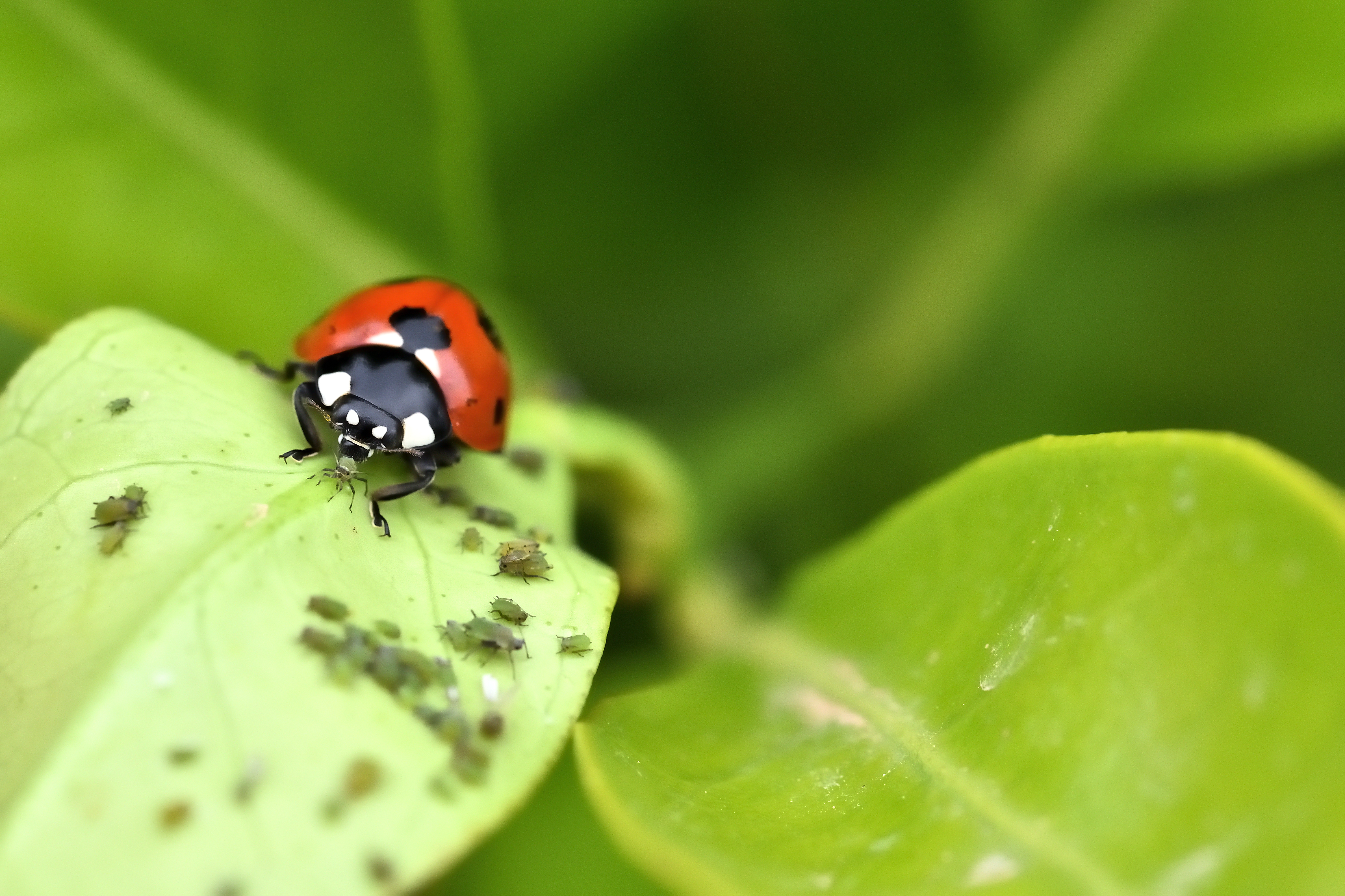 Ladybug Food (Aphids)