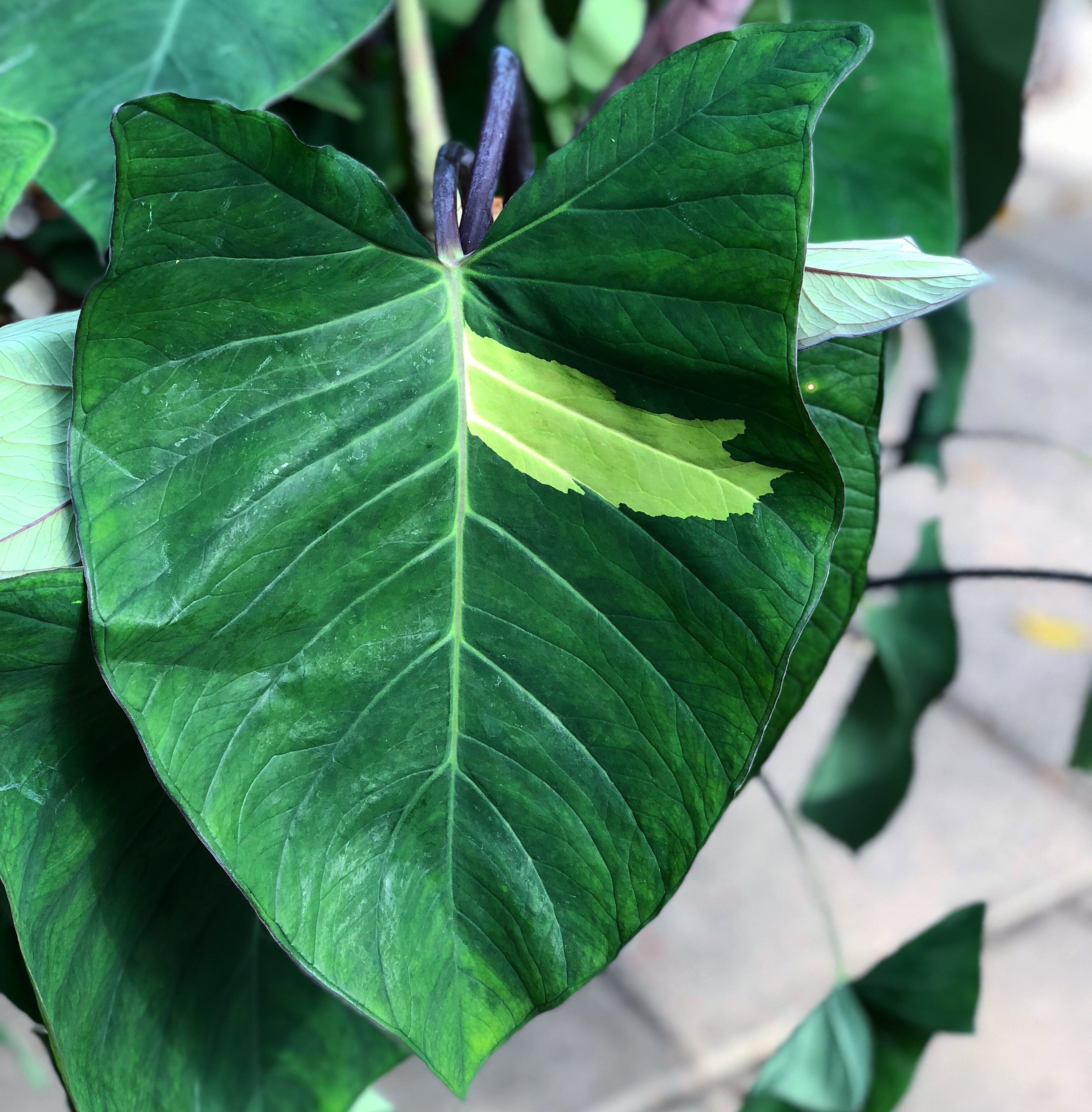 Epipremnum pinnatum aurea-variegata (Reverted)