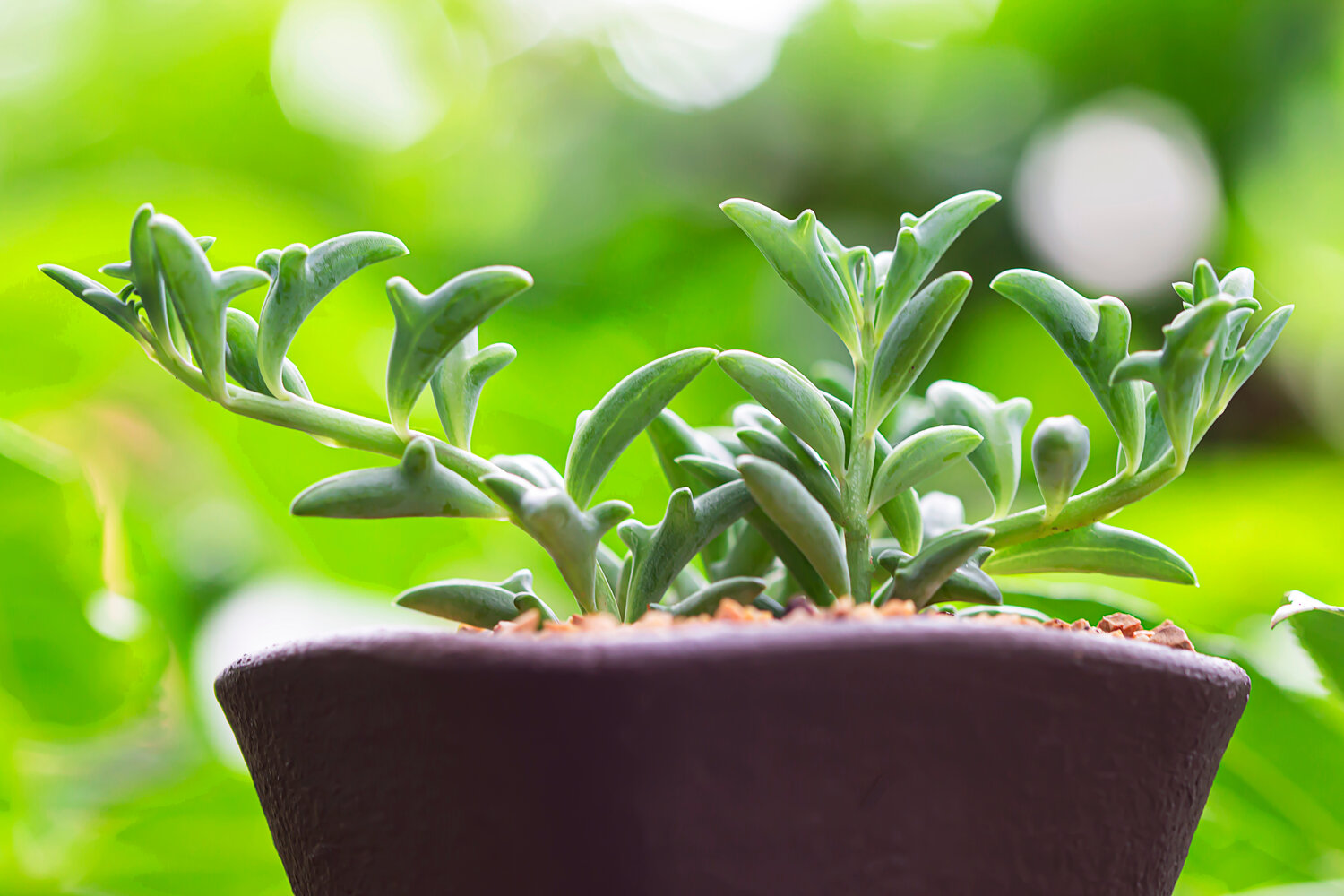 Senecio watering 2