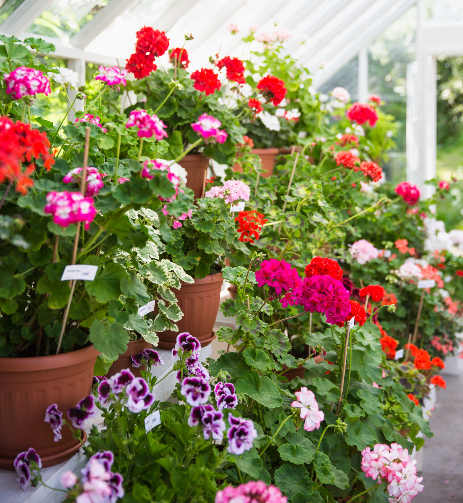 The Best Way to Water Most of Your Geraniums