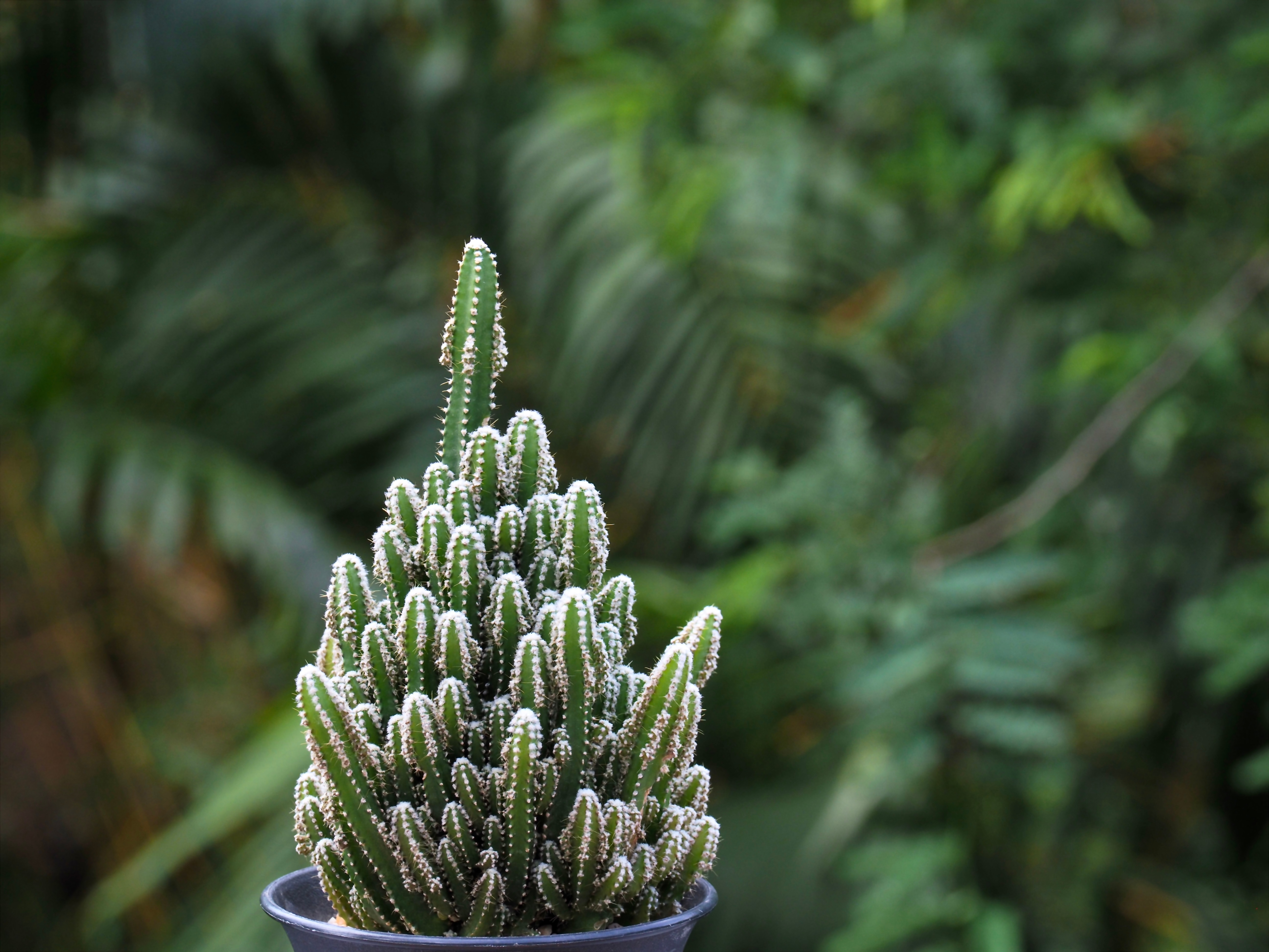 Fairy Castle Cactus