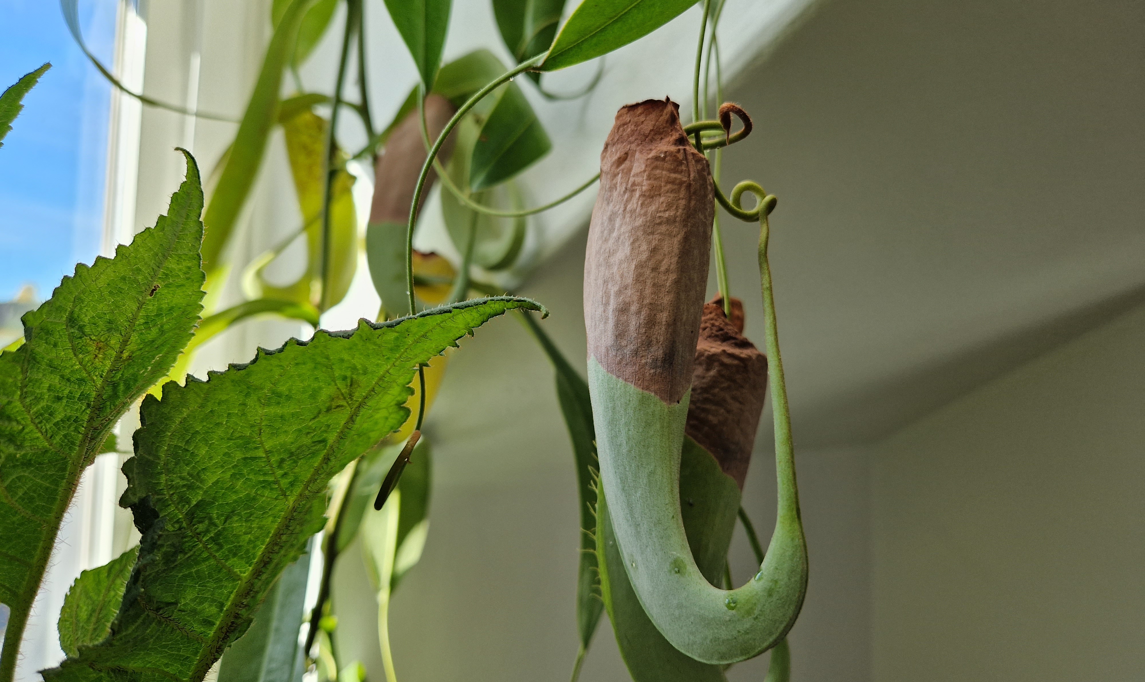 Nepenthes dry pitchers